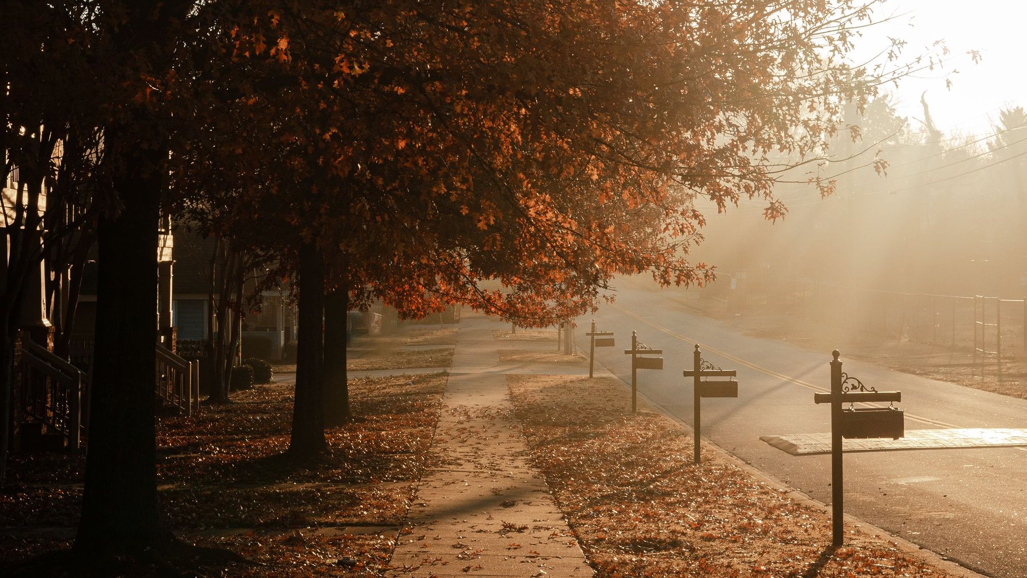 Tree-lined street on an autumn morning in North Carolina
