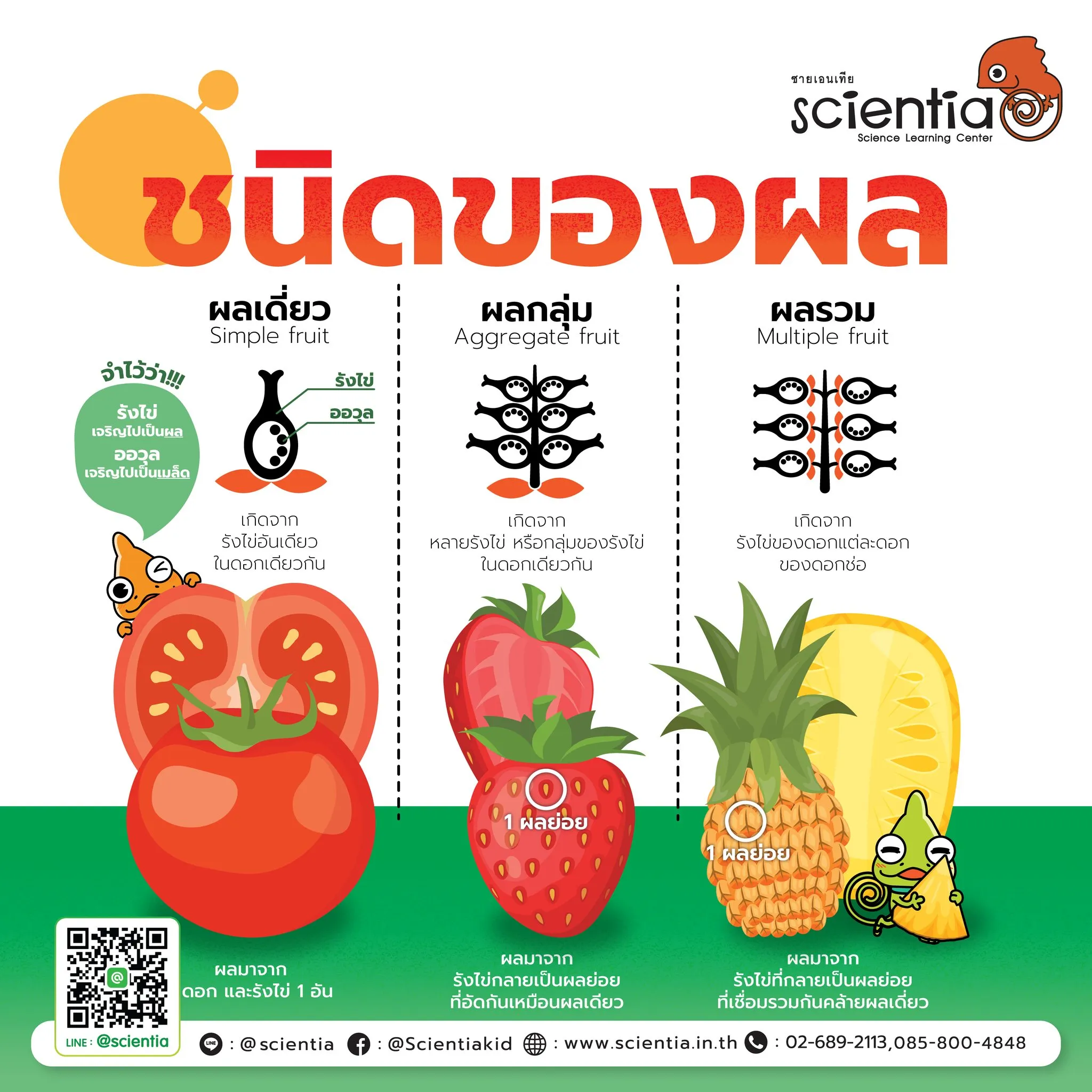 สถาบันสอนวิทยาศาสตร์ ติววิทย์ สสวท.วิทย์ ประถม | ซายเอเทีย