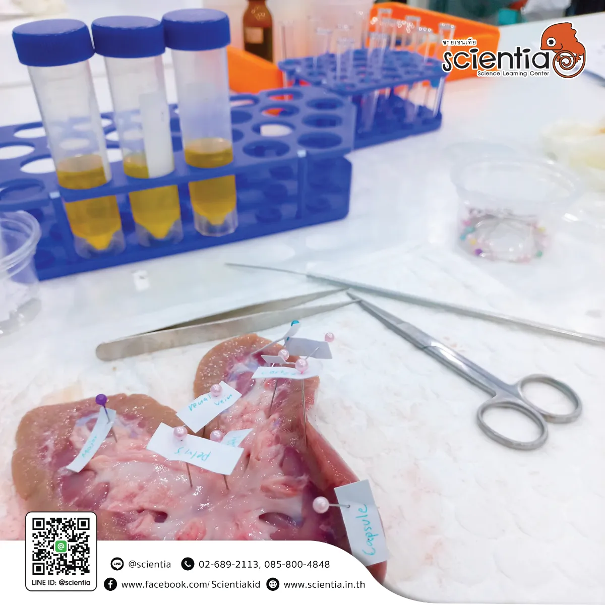 ห้องเรียนวิทย์ Intensive Lab - เตรียมสอบ KVIS MWIT KOSEN วมว พสวท | ซายเอเทีย