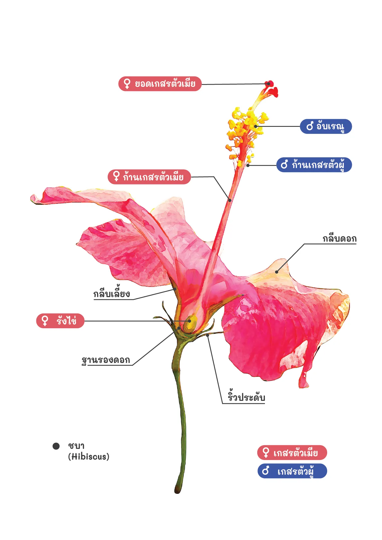 องค์ประกอบของดอกไม้, เรียนพิเศษวิทยาศาสตร์