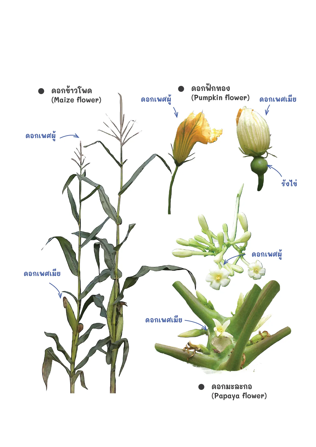 การจำแนกตามส่วนประกอบโครงสร้างของดอกไม้ แบ่งได้ 2 ชนิด ดังนี้