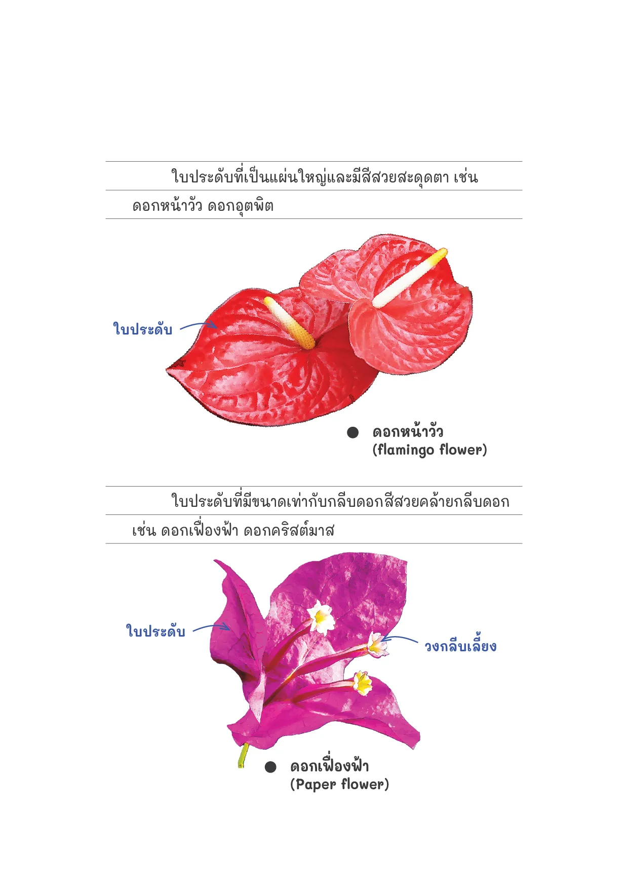 การจำแนกตามจำนวนดอกบนก้านดอก แบ่งได้ 2 ชนิด ดังนี้