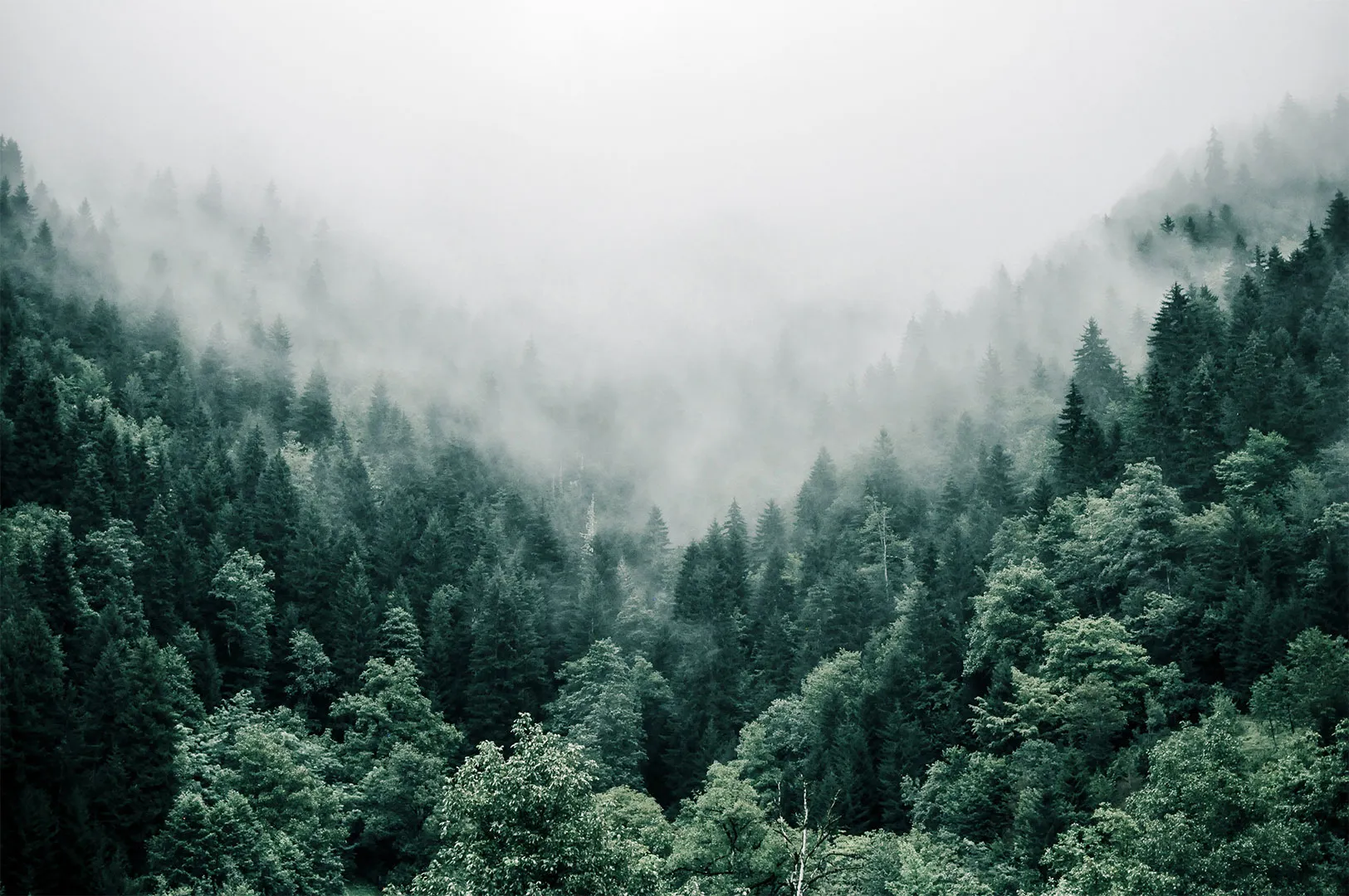 Ein Wald mit vielen Bäumen