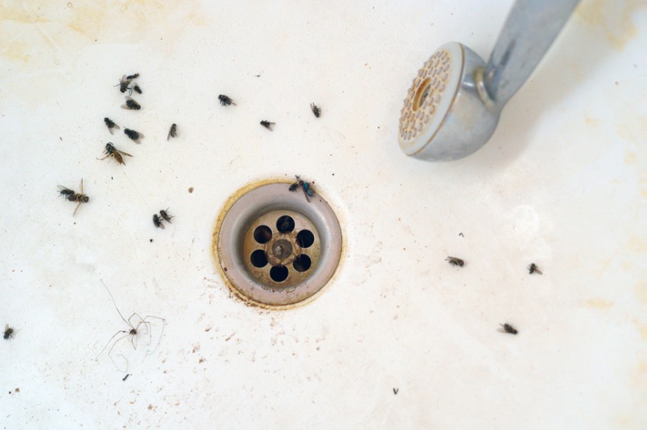 Dead drain flies and a spider around the plughole of a white bath beside a shower head
