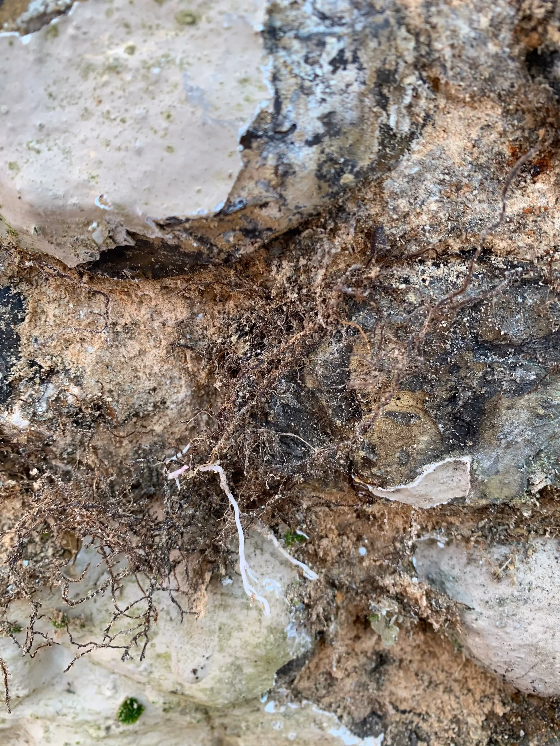 Close up of fern roots spreading across flint beneath peeling paint on the rear wall