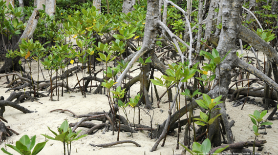 Policy review for Nature-based Solutions and blue carbon in the Pacific (Conservation International) 