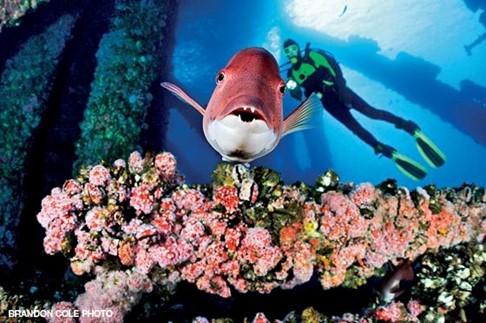 Case Study: Degradation Assessments in Decommissioning