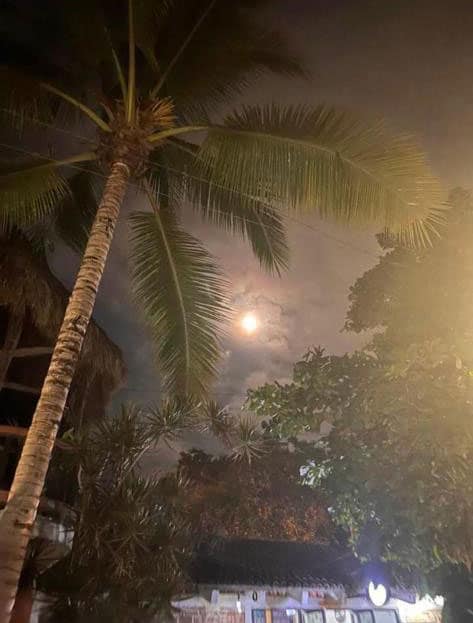 Moon shining through clouds. Thre is a palm tree in the left forground.