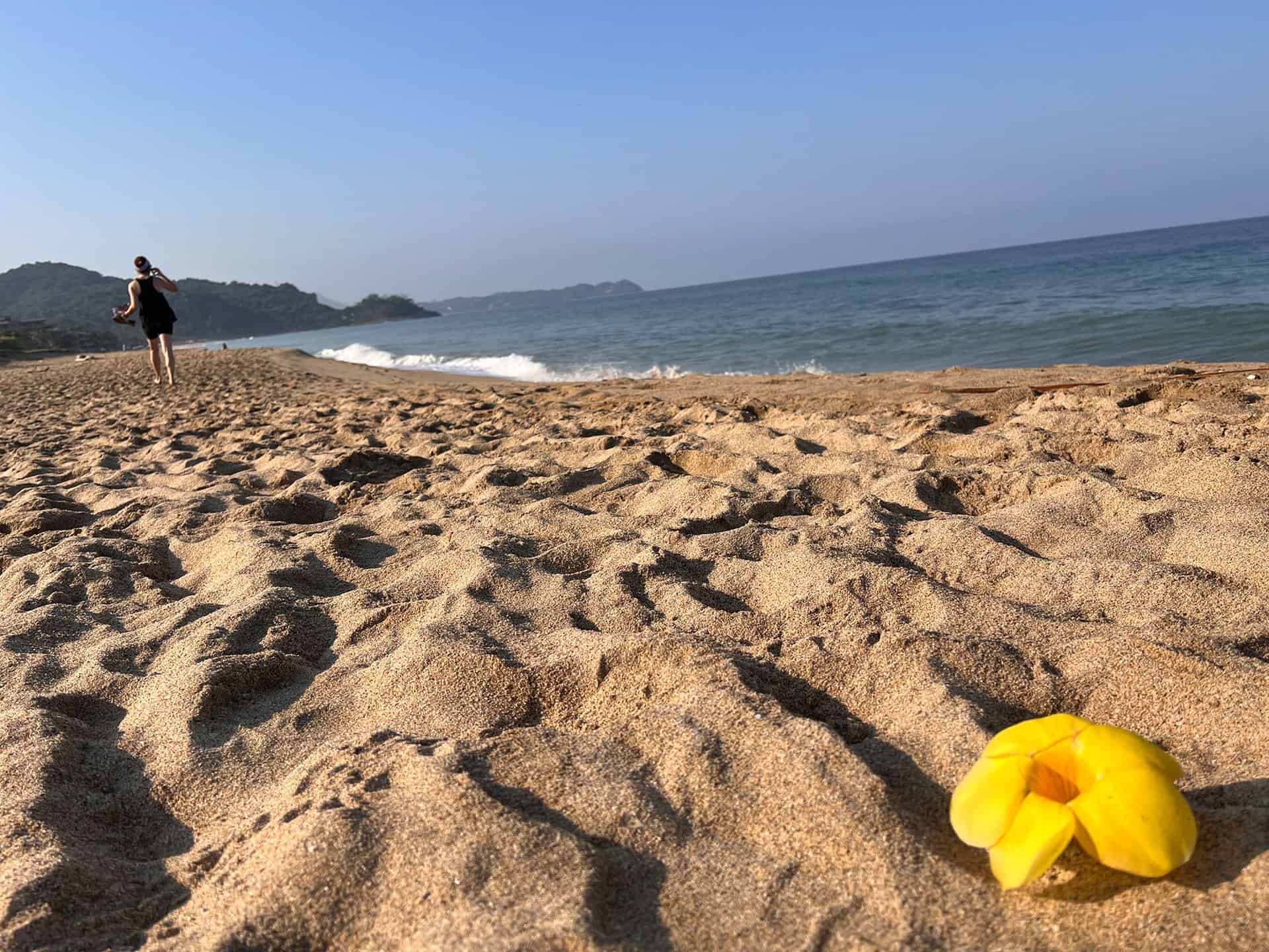 Beach with moountains in the background. There is a person walking away from the camera. In the forground is a yellow flower. 