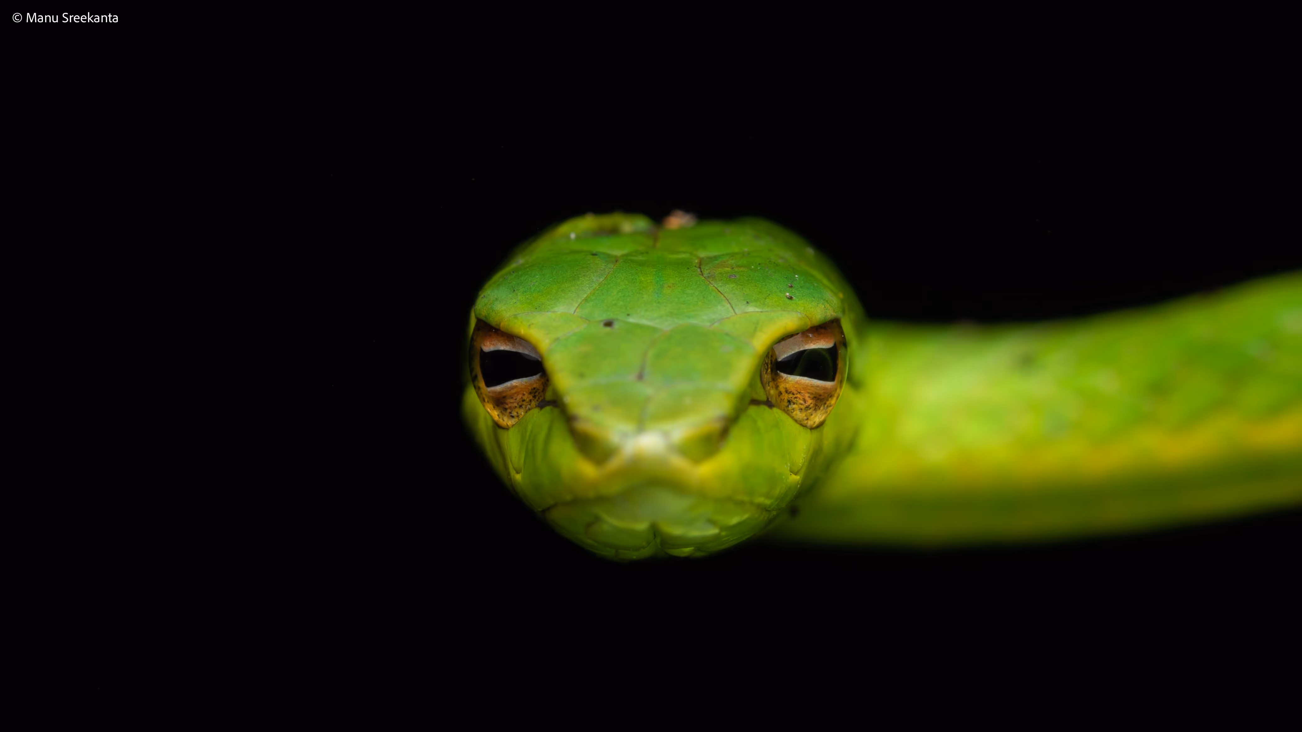 Manu Sreekanta Photography_Portfolio Shot 3