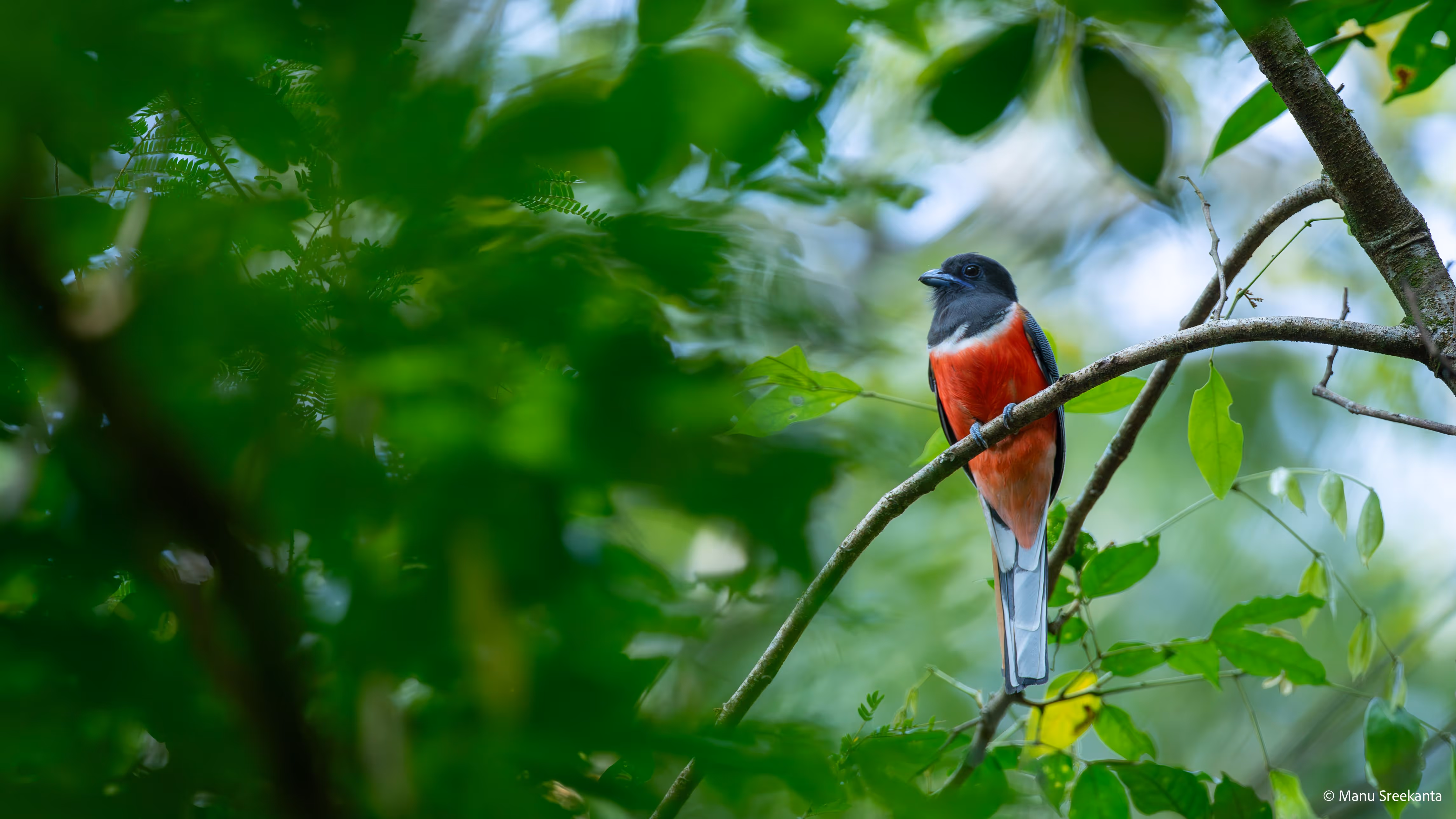 Manu Sreekanta Photography_Portfolio Shot 5