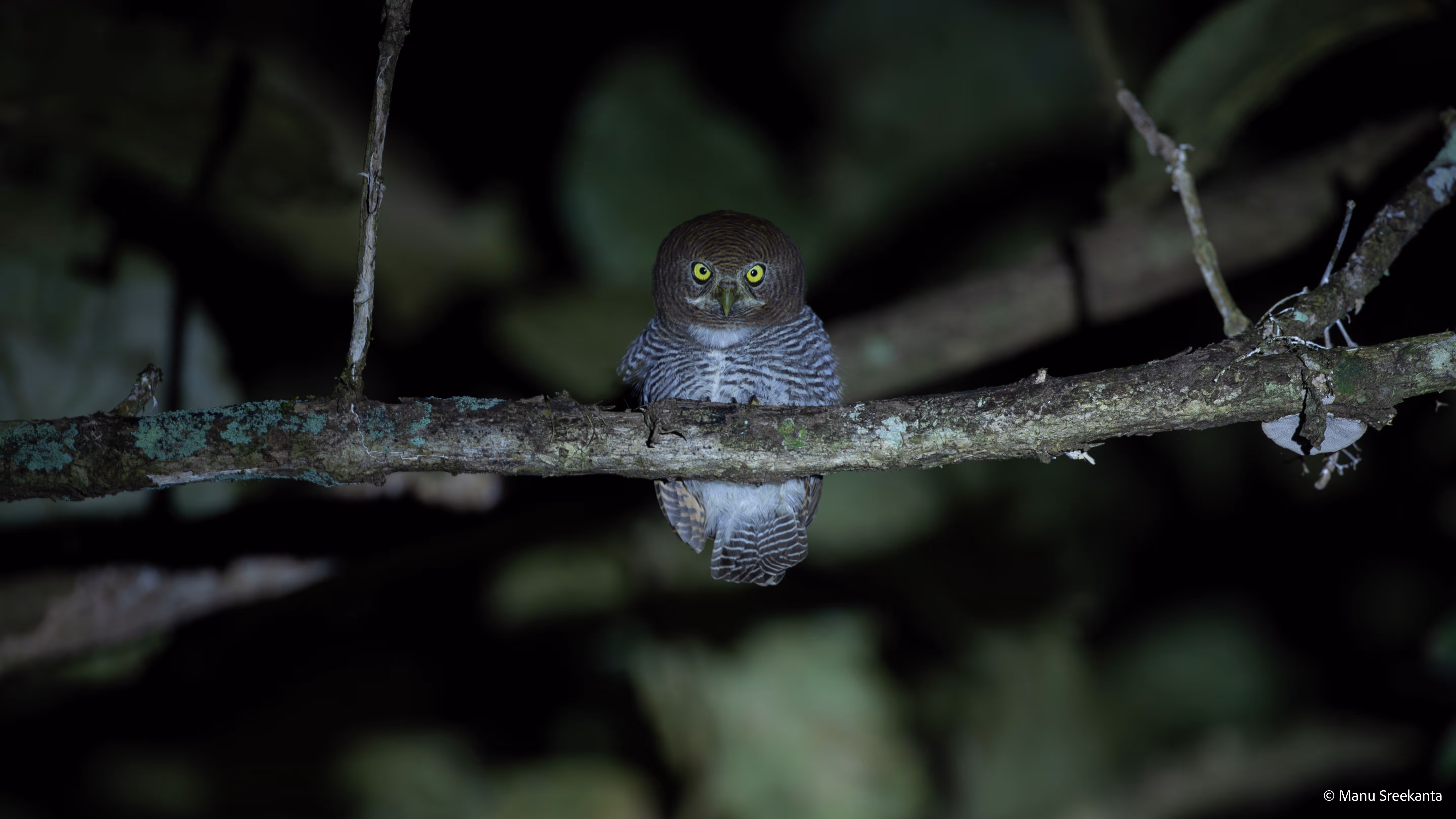 Manu Sreekanta Photography_Portfolio Shot 11