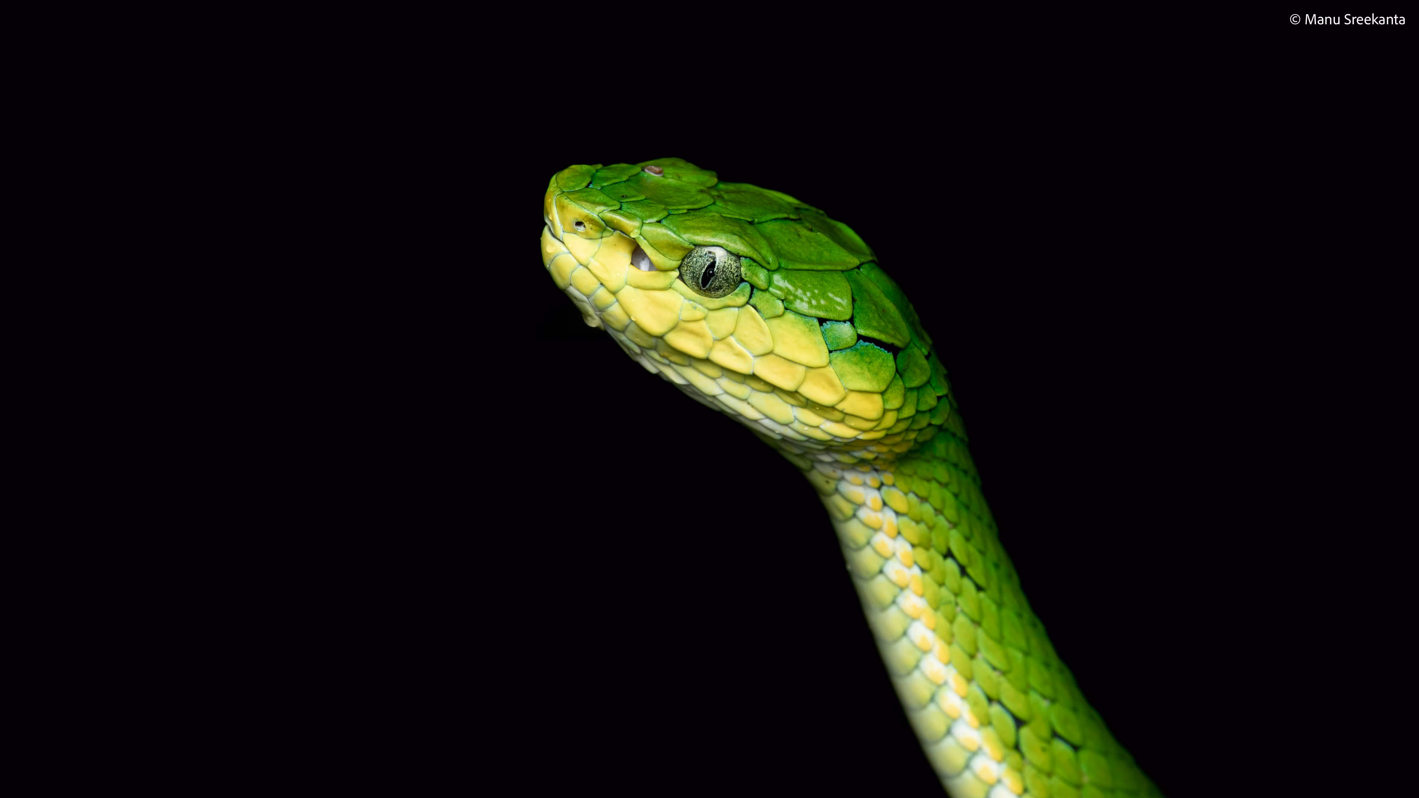 Manu Sreekanta Photography_Portfolio Shot 21