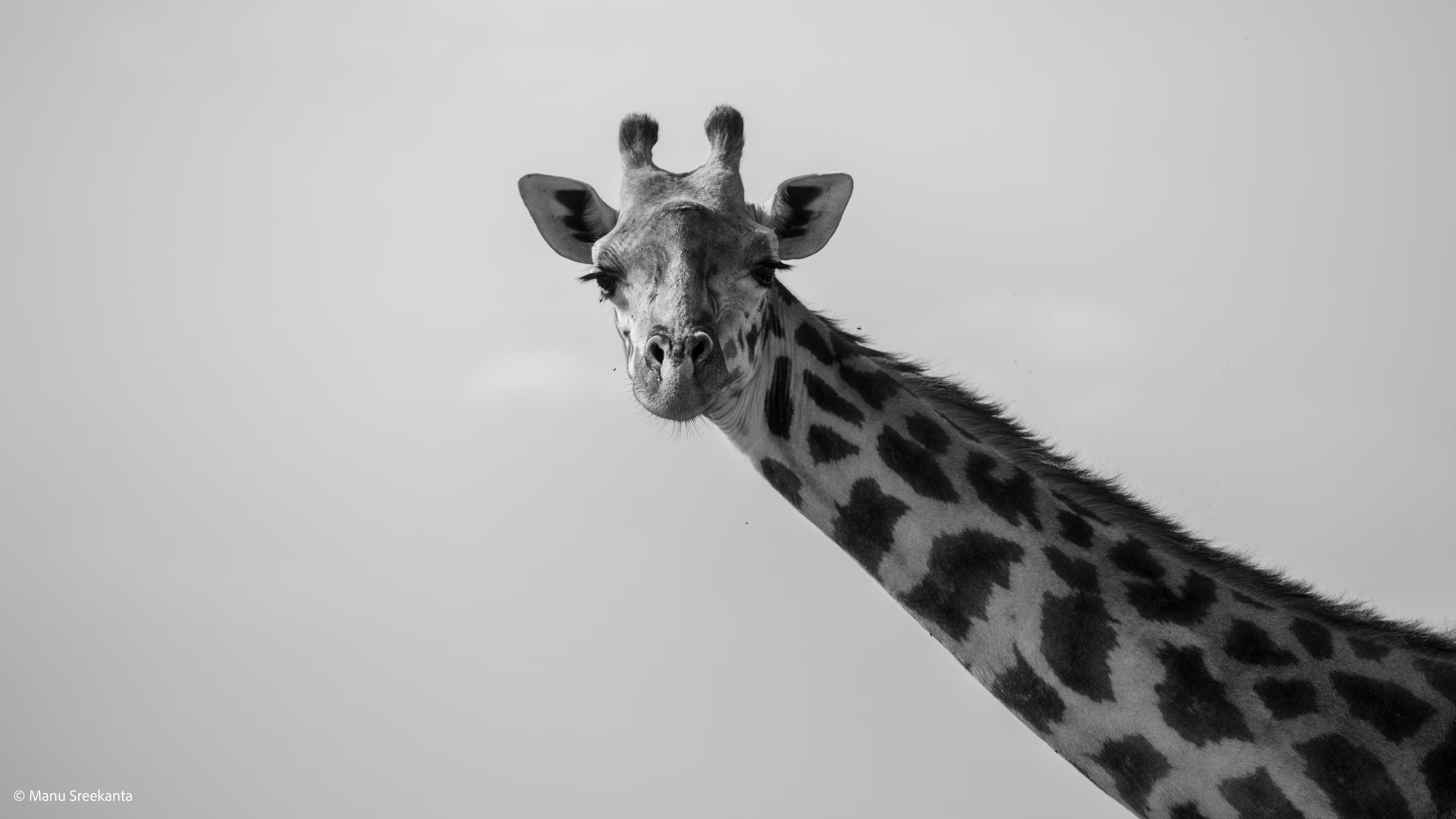 Manu Sreekanta Photography_Portfolio Shot 33