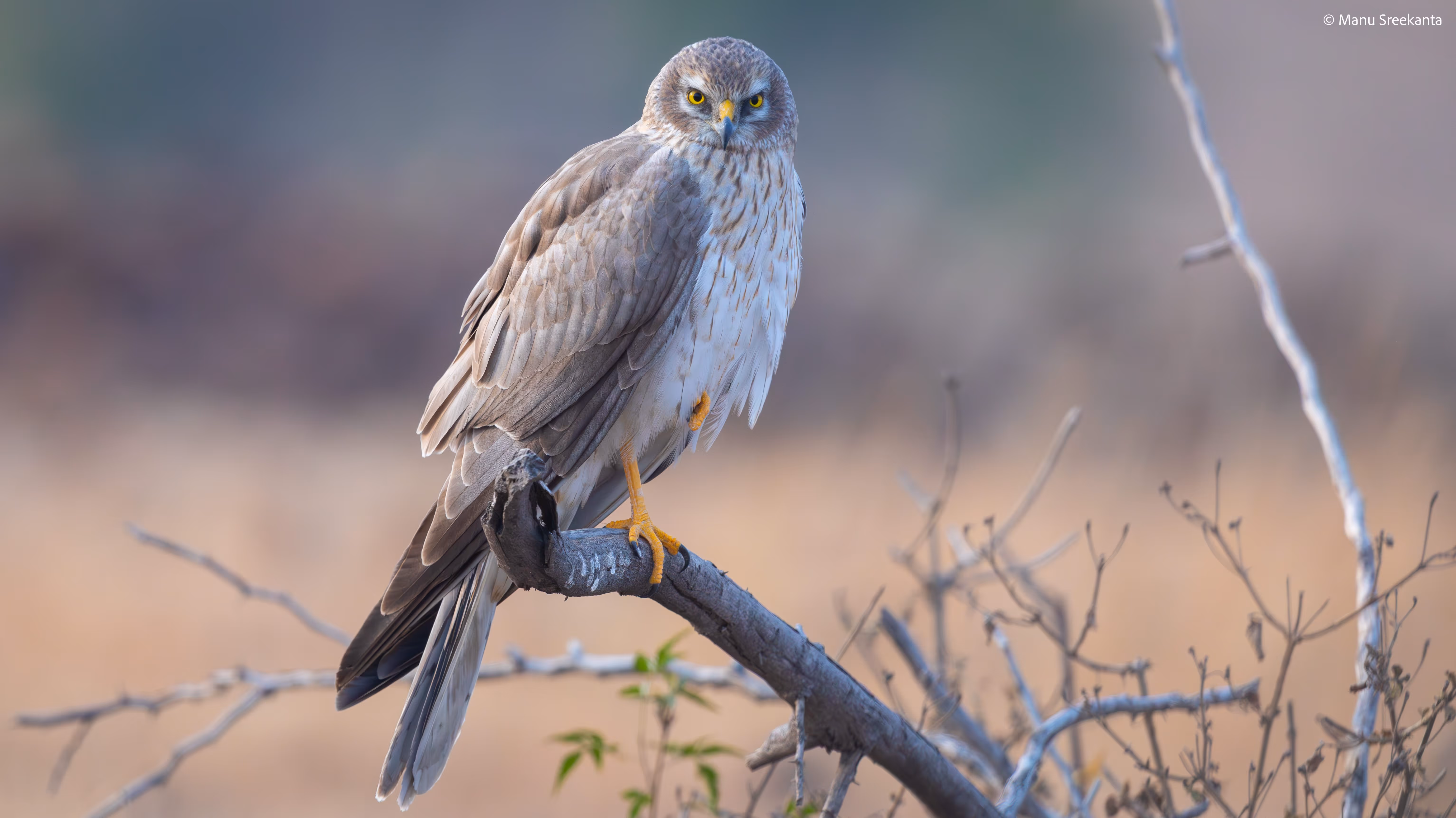 Manu Sreekanta Photography_Portfolio Shot 50