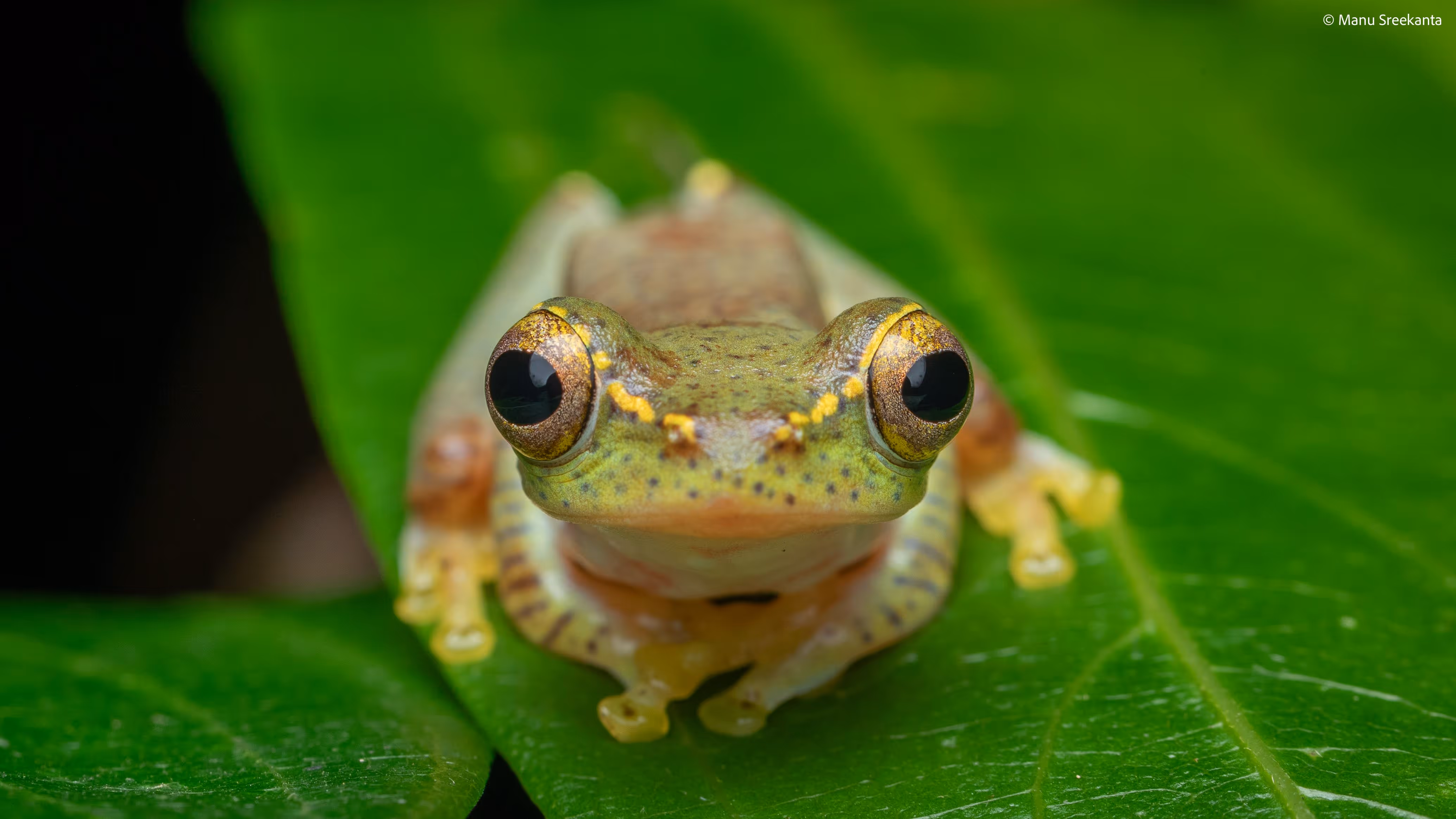 Manu Sreekanta Photography_Macro Shot 4