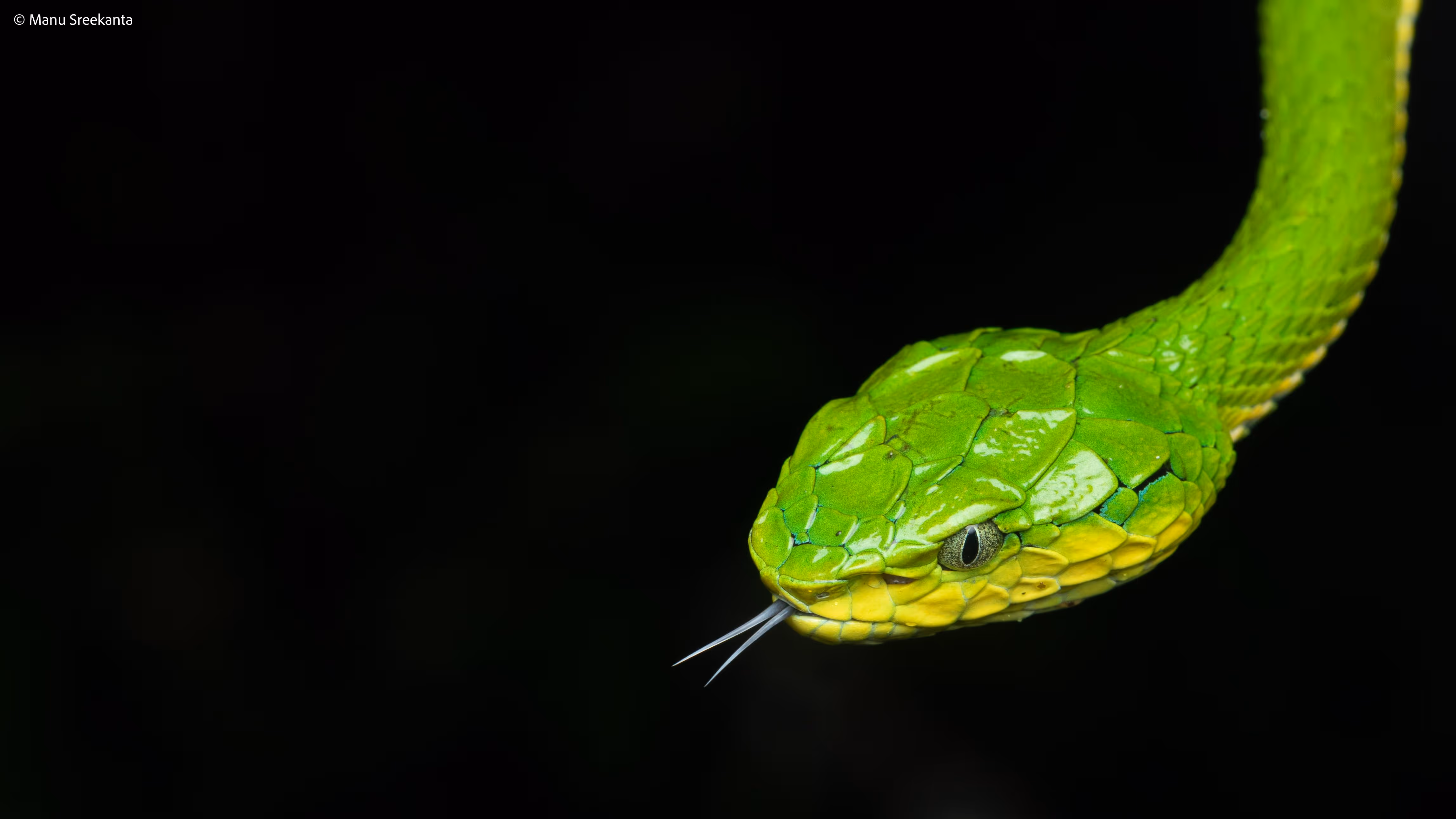 Manu Sreekanta Photography_Macro Shot 8