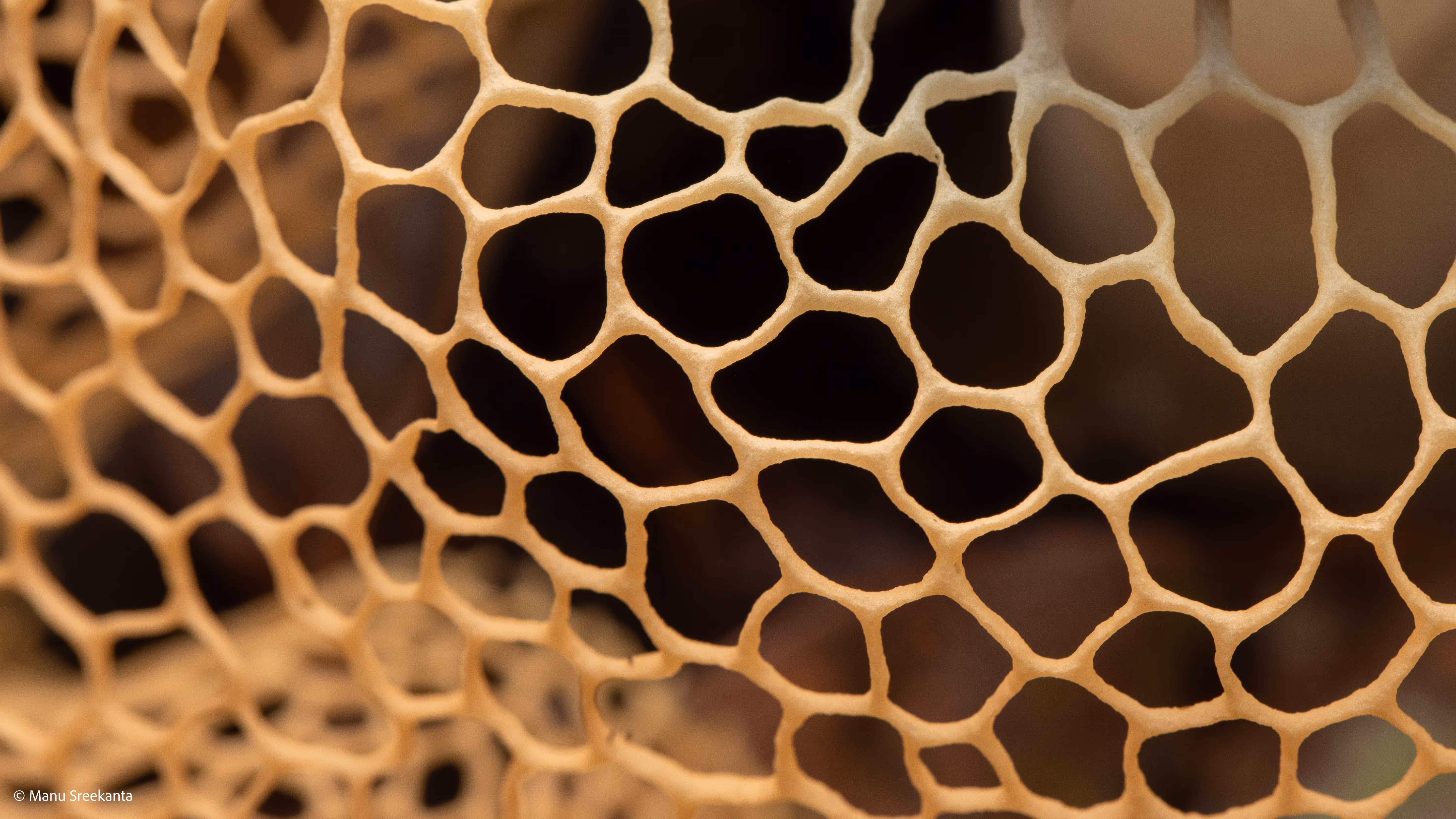 Manu Sreekanta Photography_Macro Shot 10