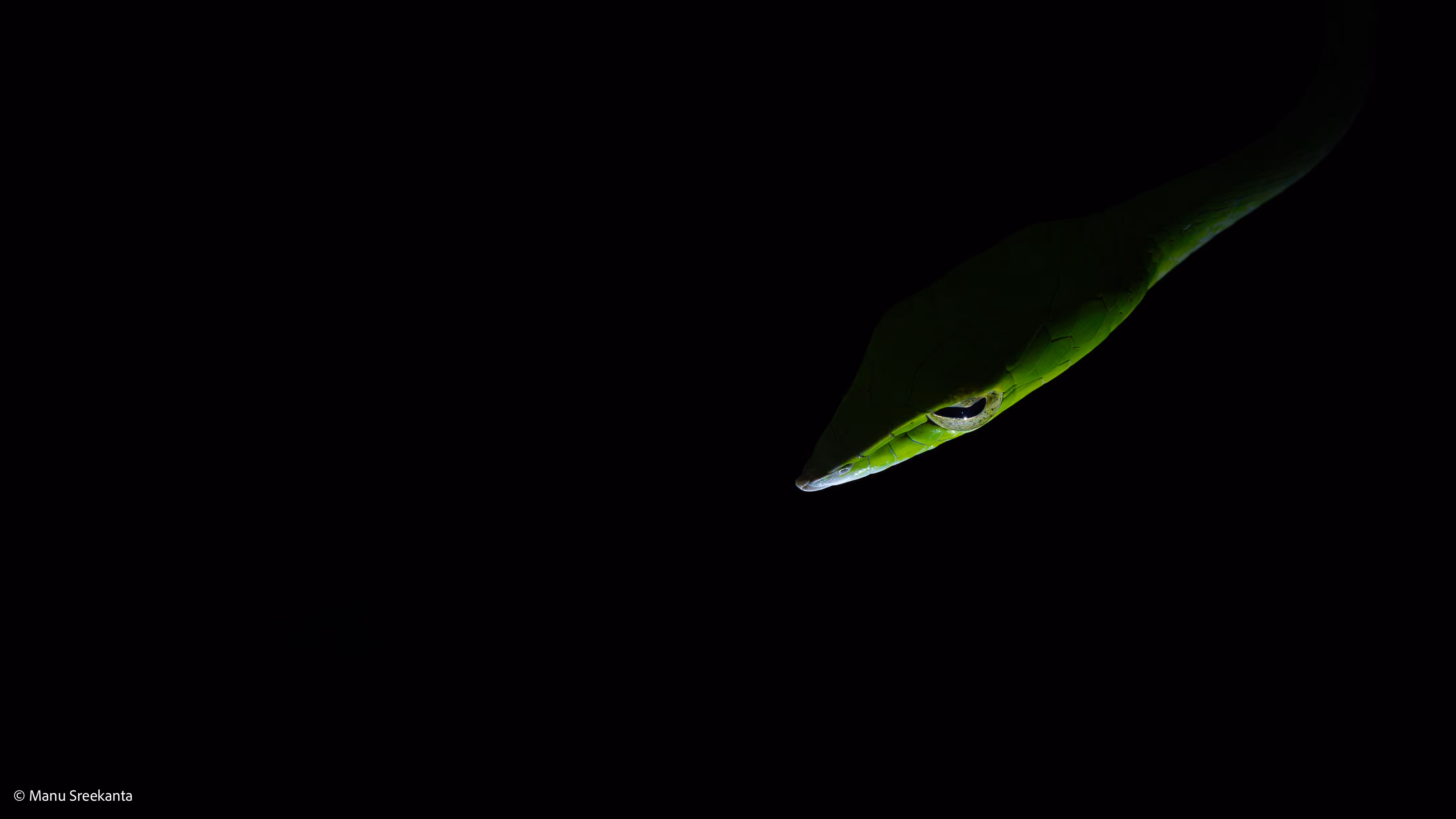 Manu Sreekanta Photography_Macro Shot 12