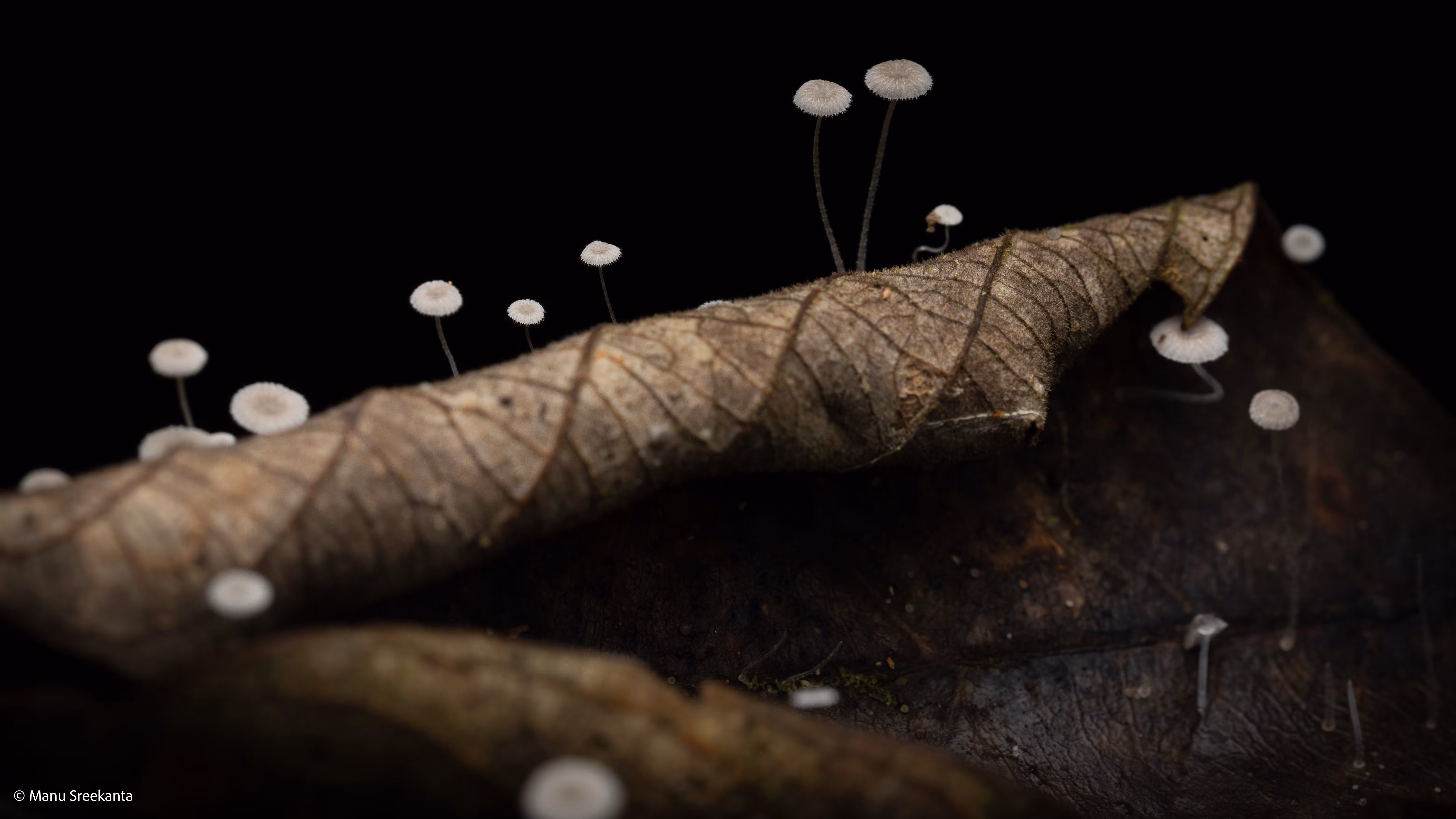 Manu Sreekanta Photography_Macro Shot 14