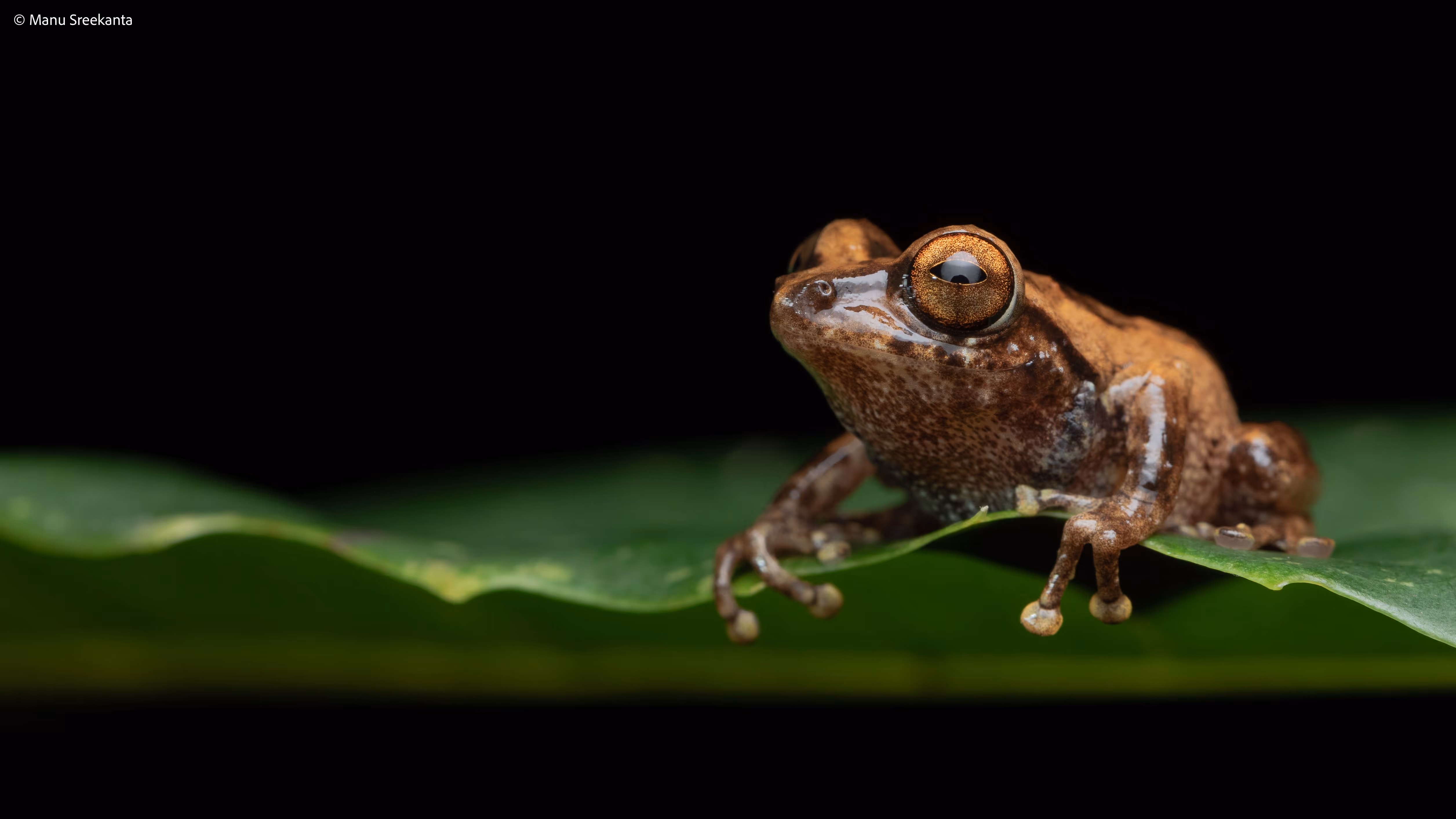 Manu Sreekanta Photography_Macro Shot 15