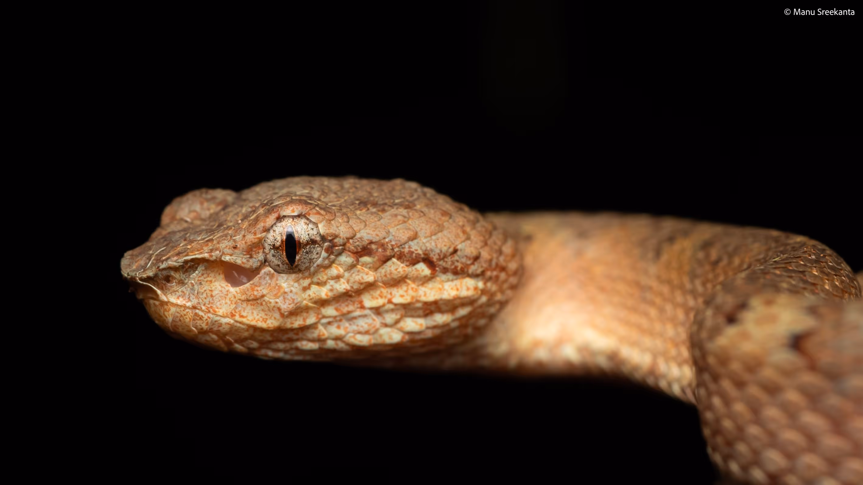 Manu Sreekanta Photography_Macro Shot 16