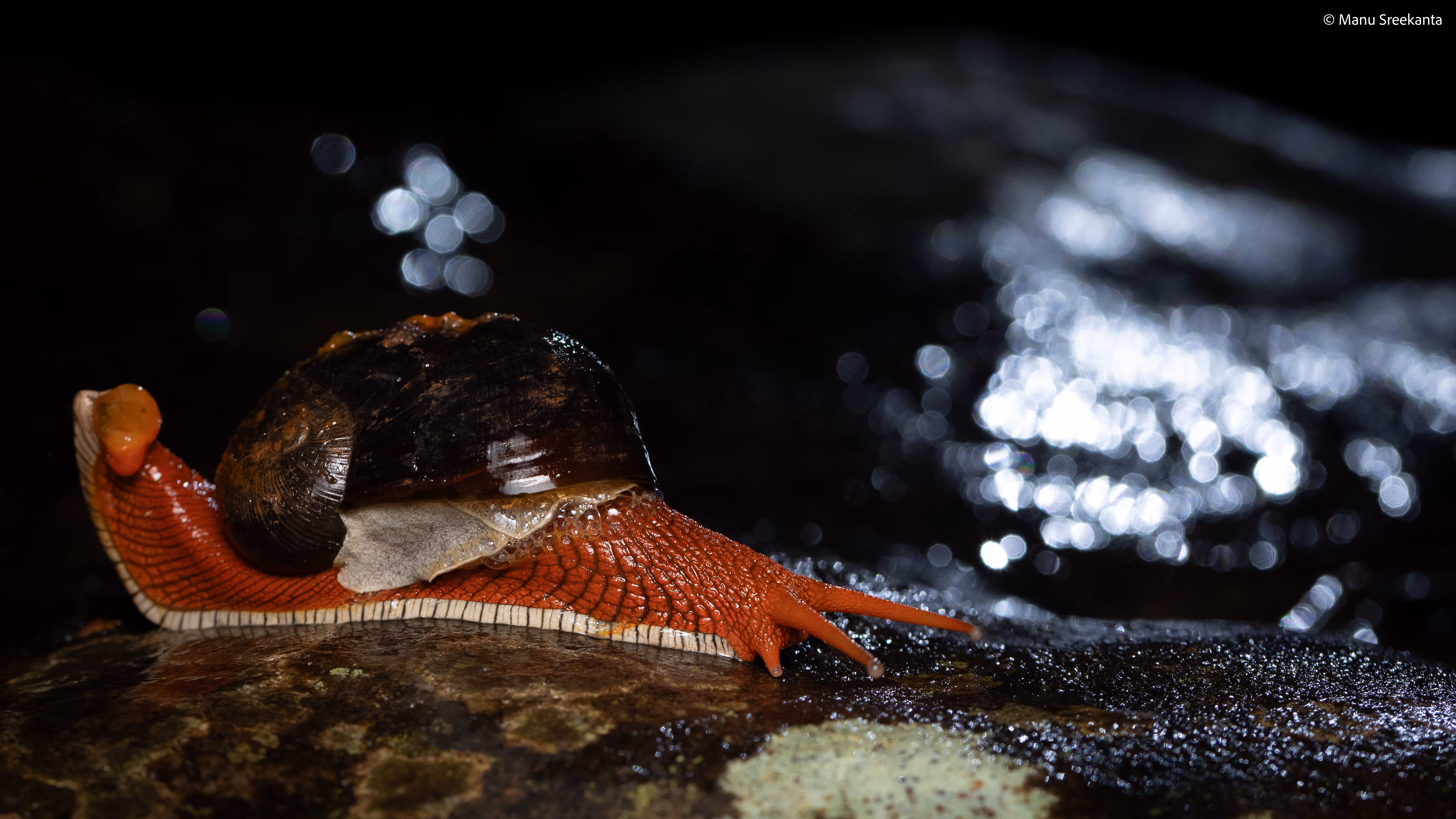 Manu Sreekanta Photography_Macro Shot 17