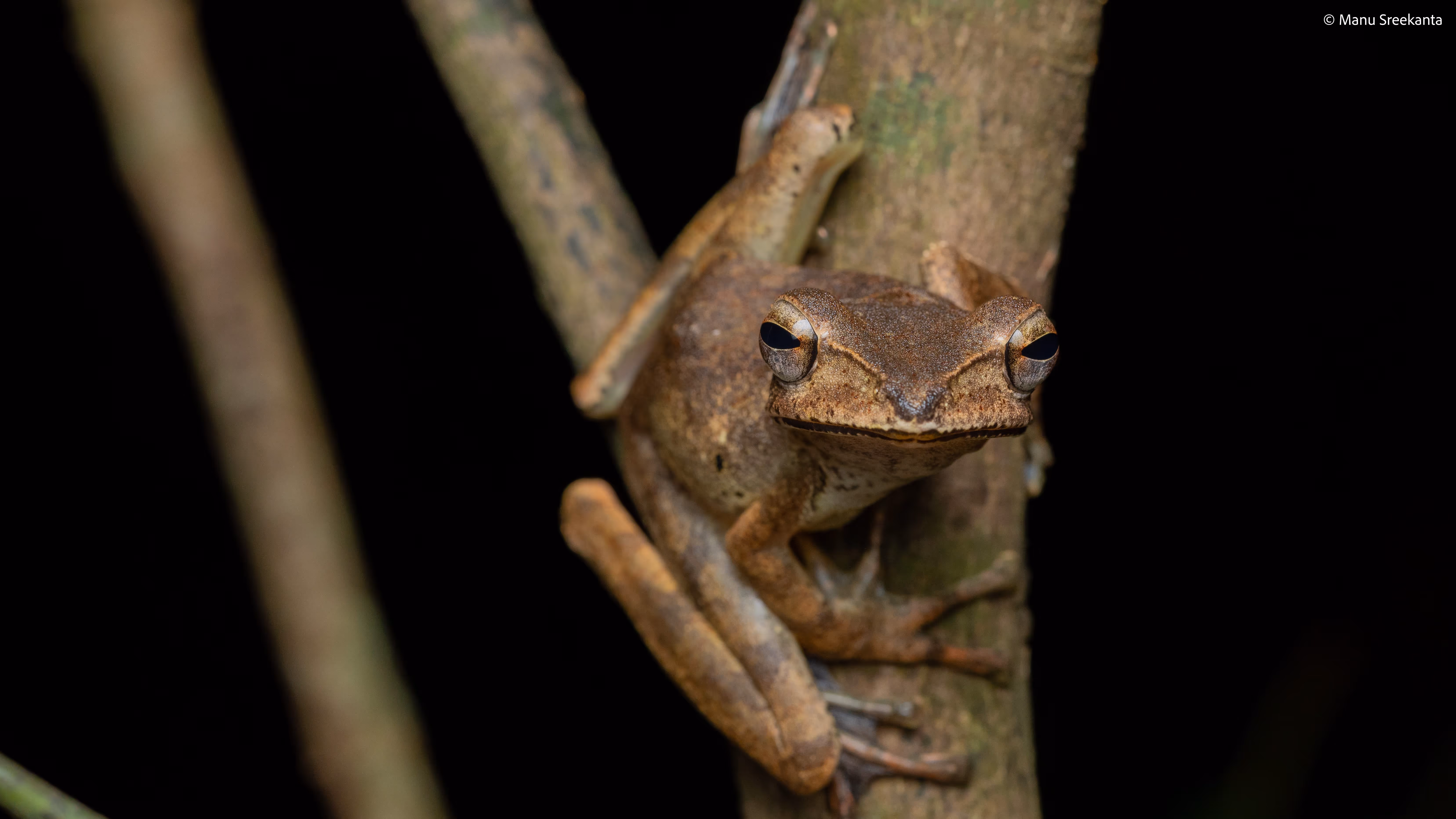 Manu Sreekanta Photography_Macro Shot 21