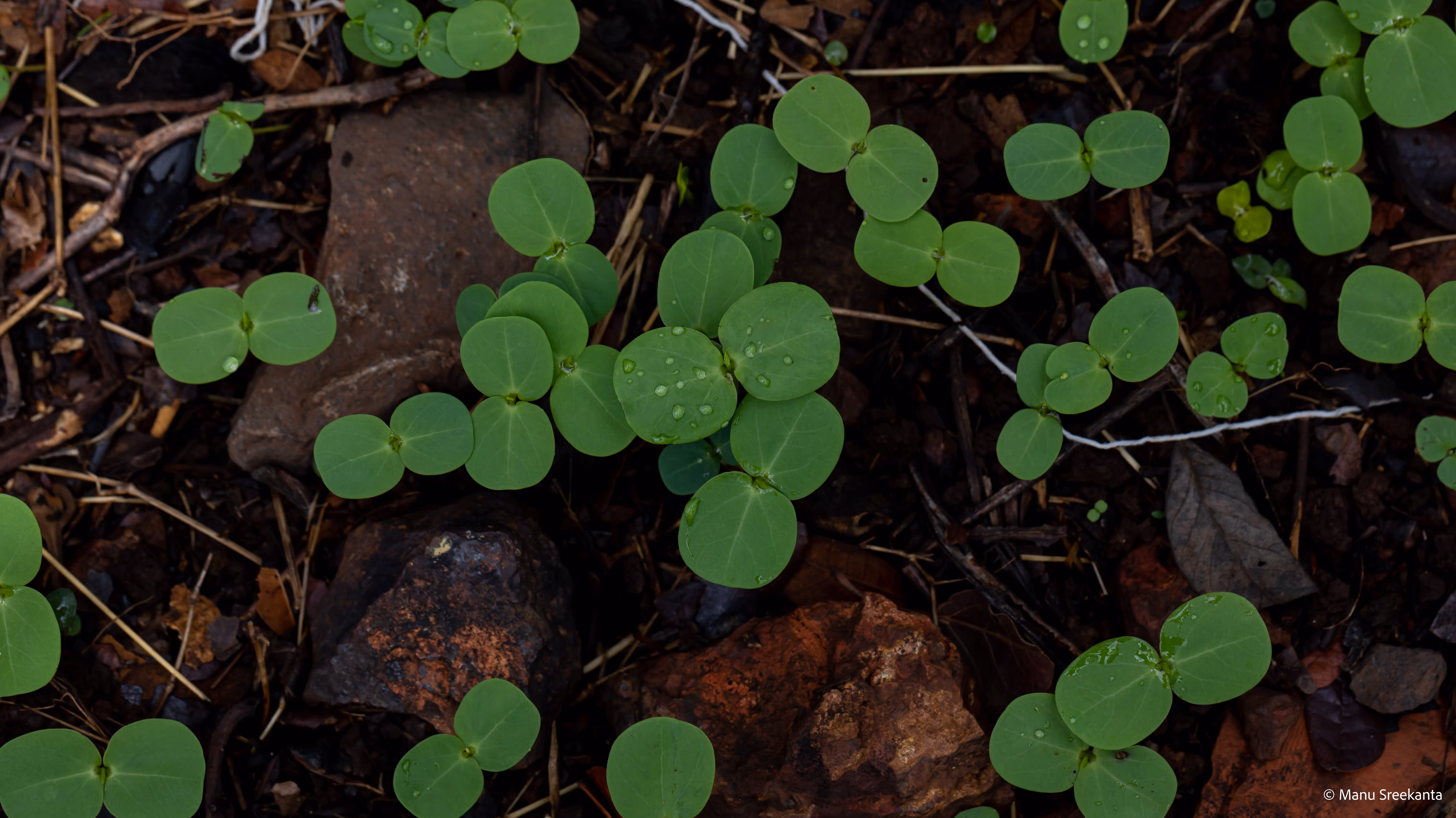 Manu Sreekanta Photography_Macro Shot 25