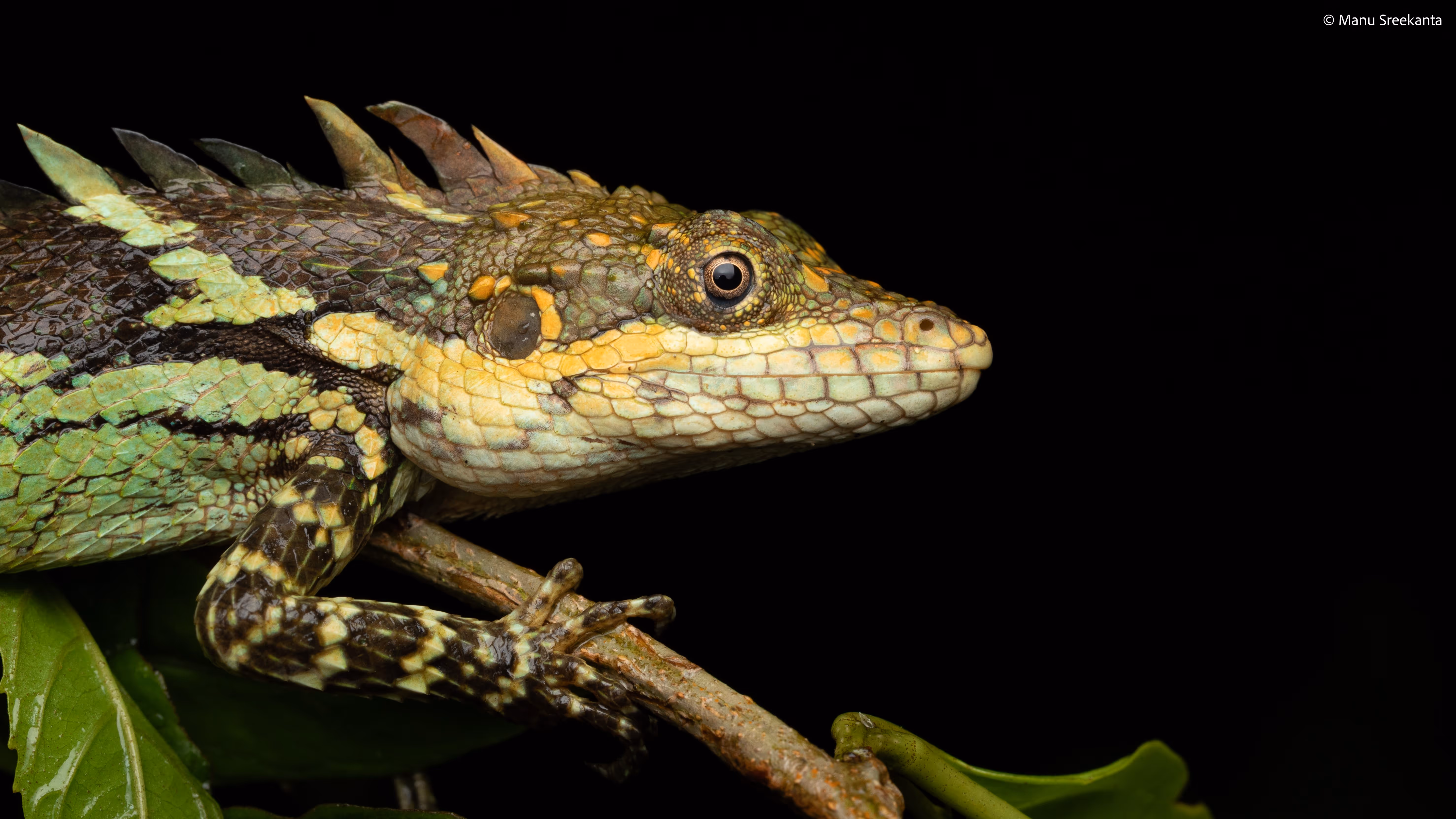 Manu Sreekanta Photography_Macro Shot 29