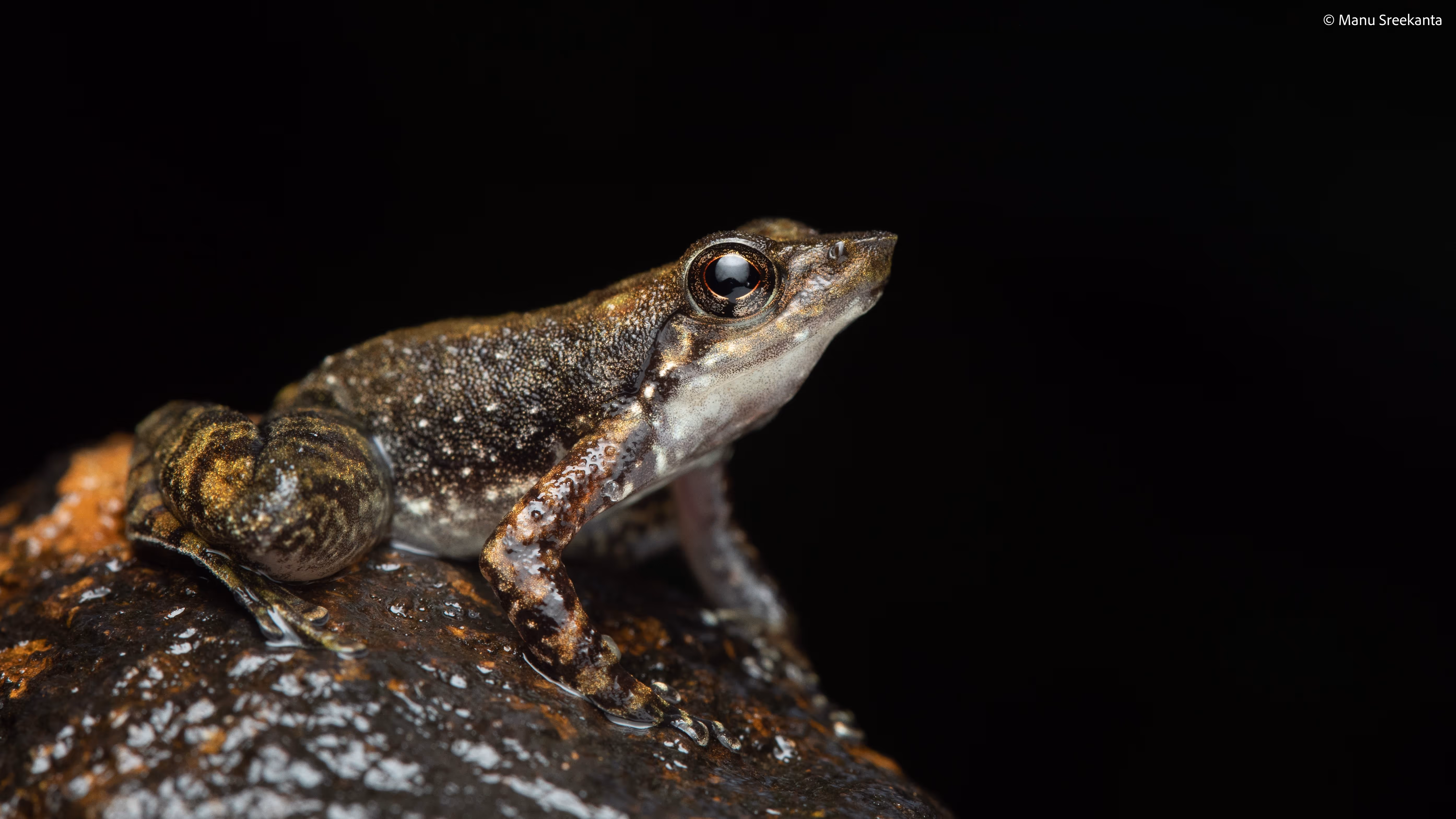 Manu Sreekanta Photography_Macro Shot 33