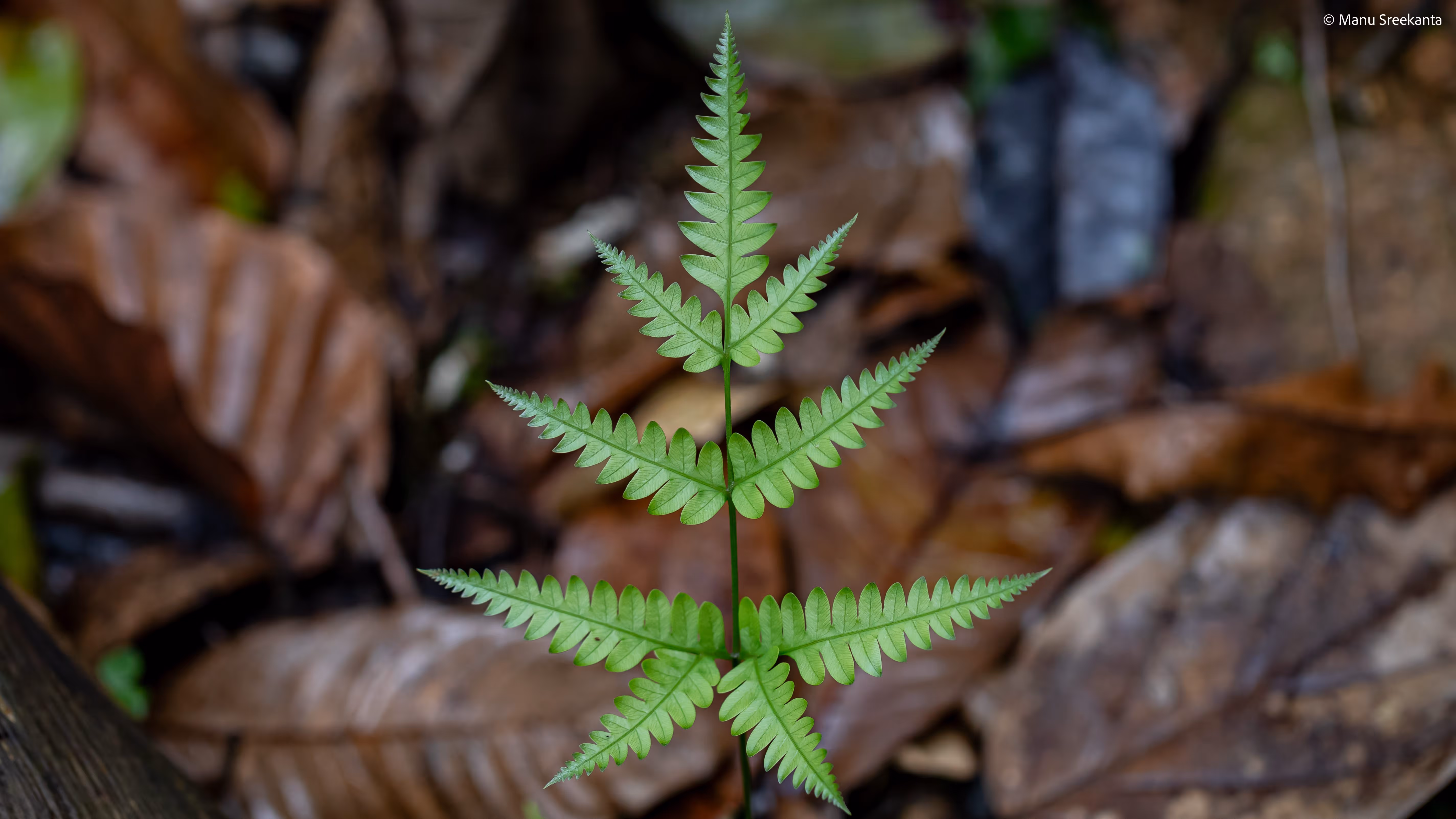 Manu Sreekanta Photography_Macro Shot 35