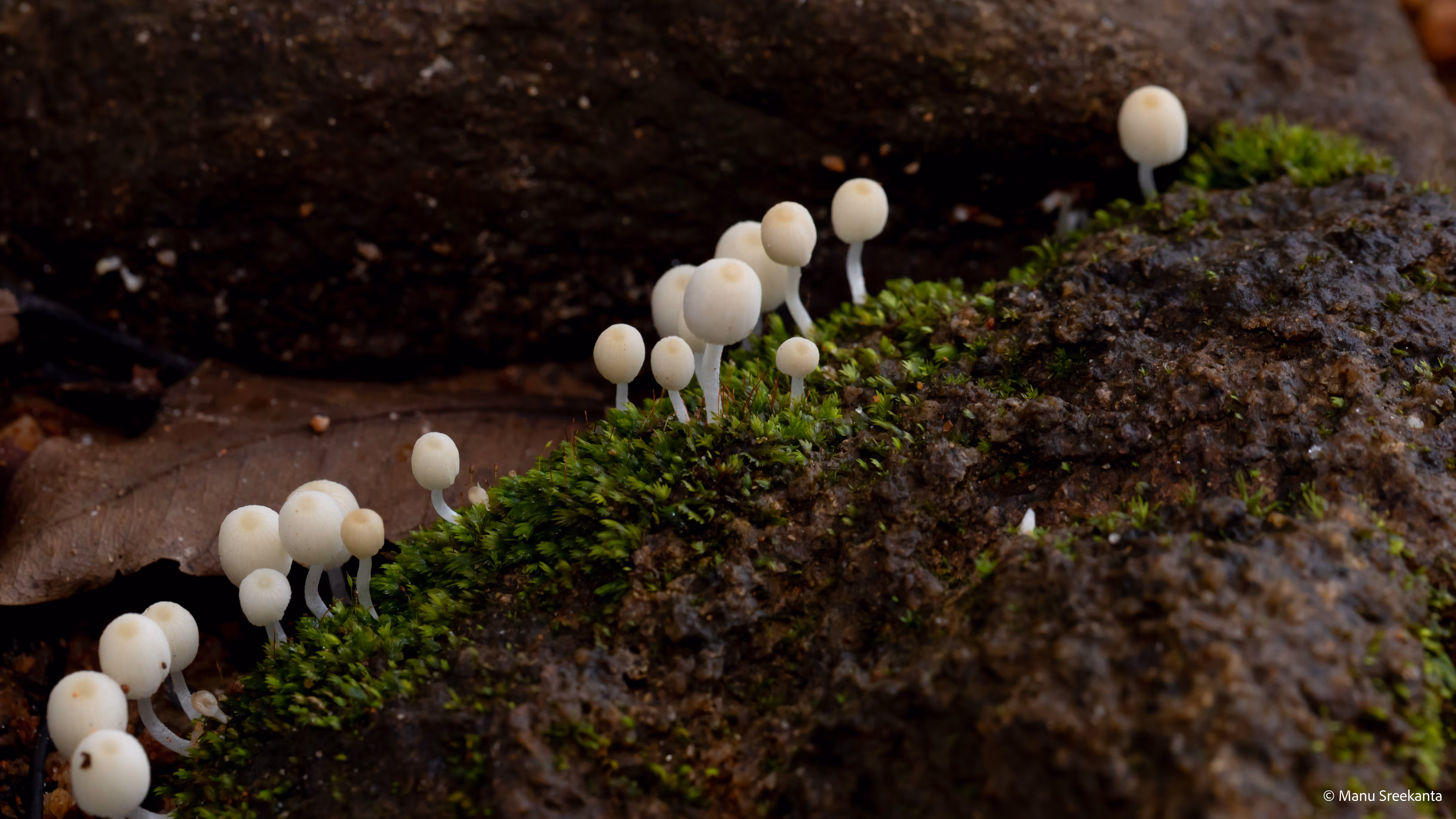 Manu Sreekanta Photography_Macro Shot 39