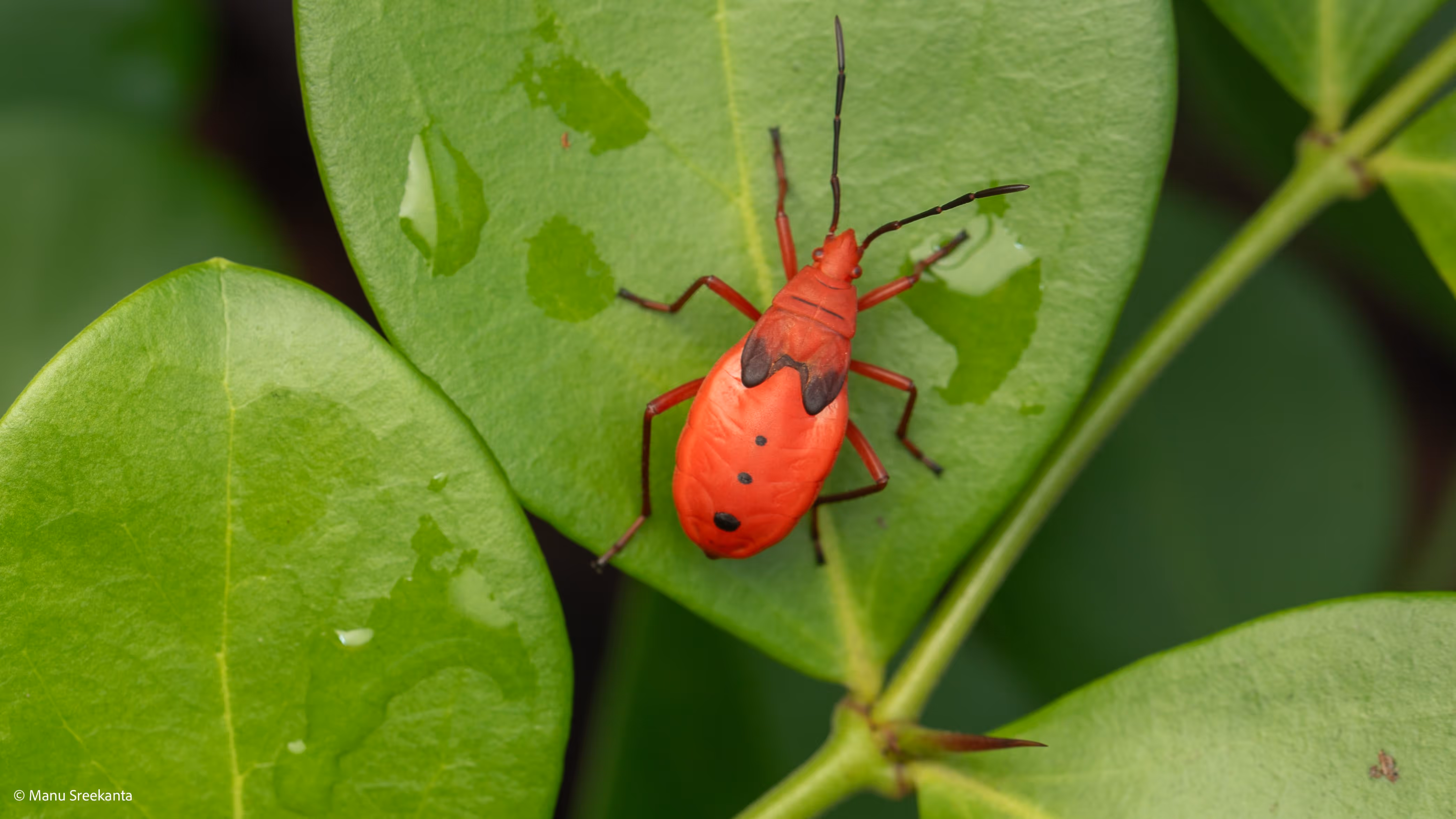 Manu Sreekanta Photography_Macro Shot 40
