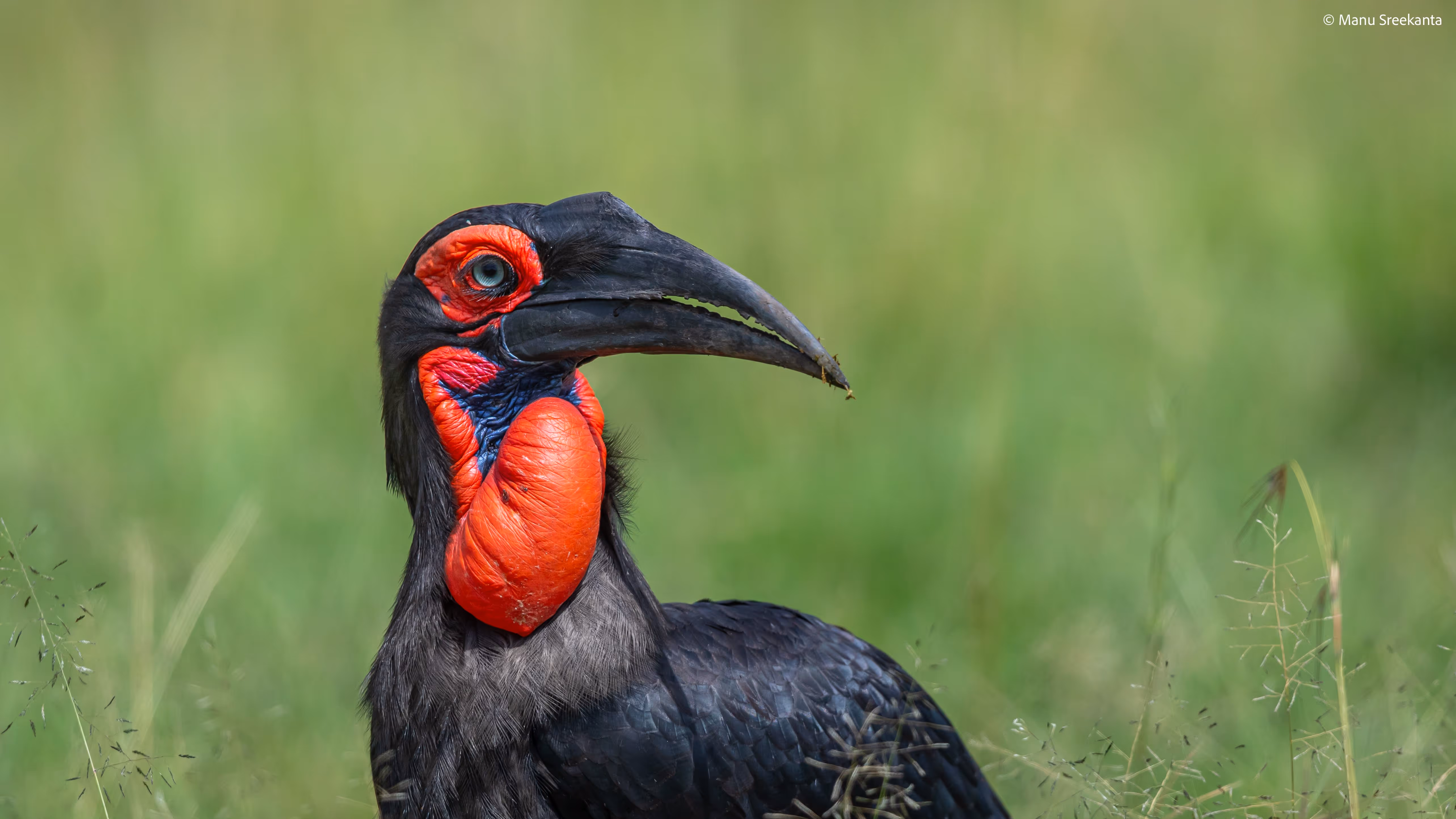 Manu Sreekanta Photography_Kenya Shot 20