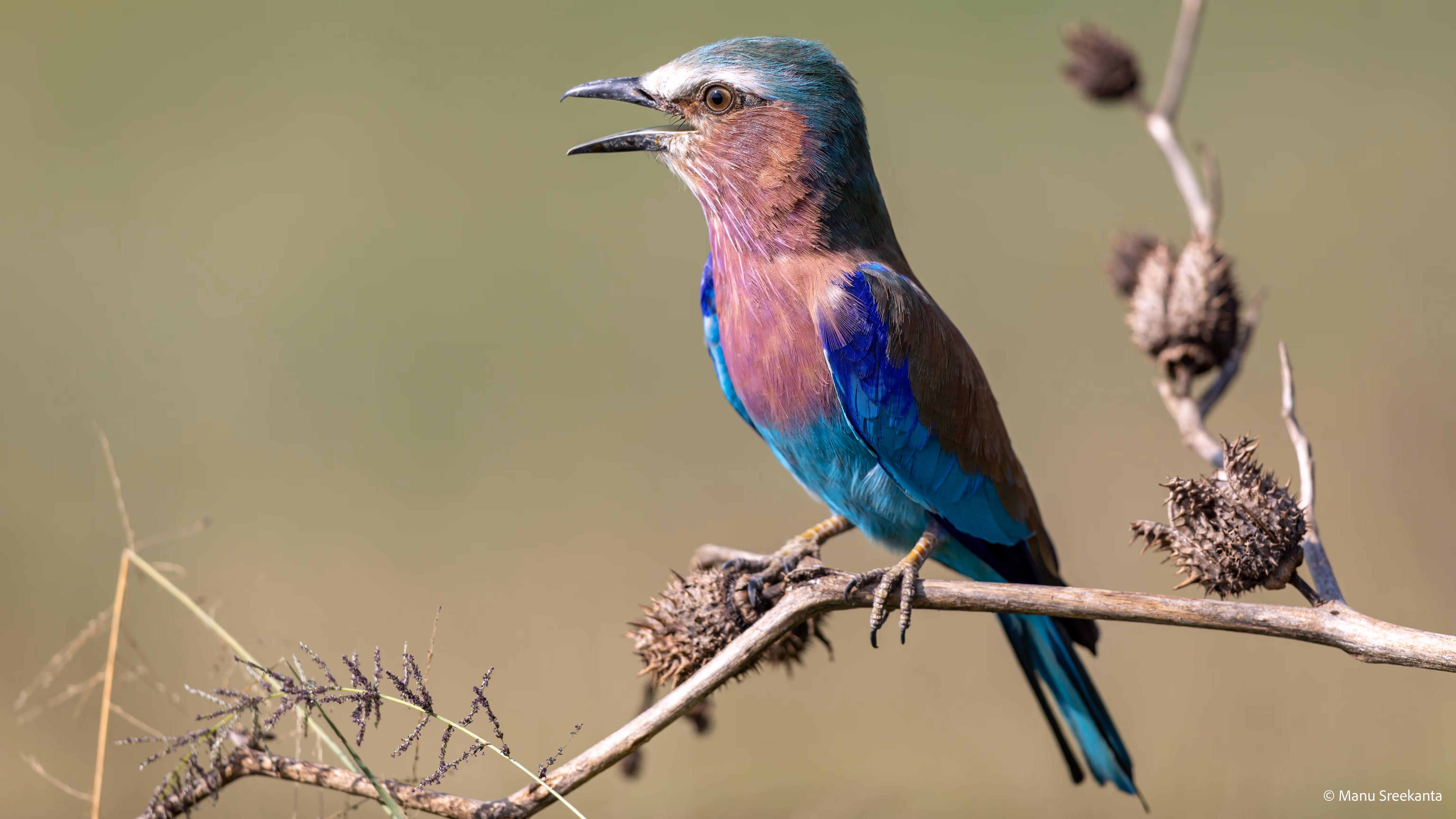 Manu Sreekanta Photography_Kenya Shot 24