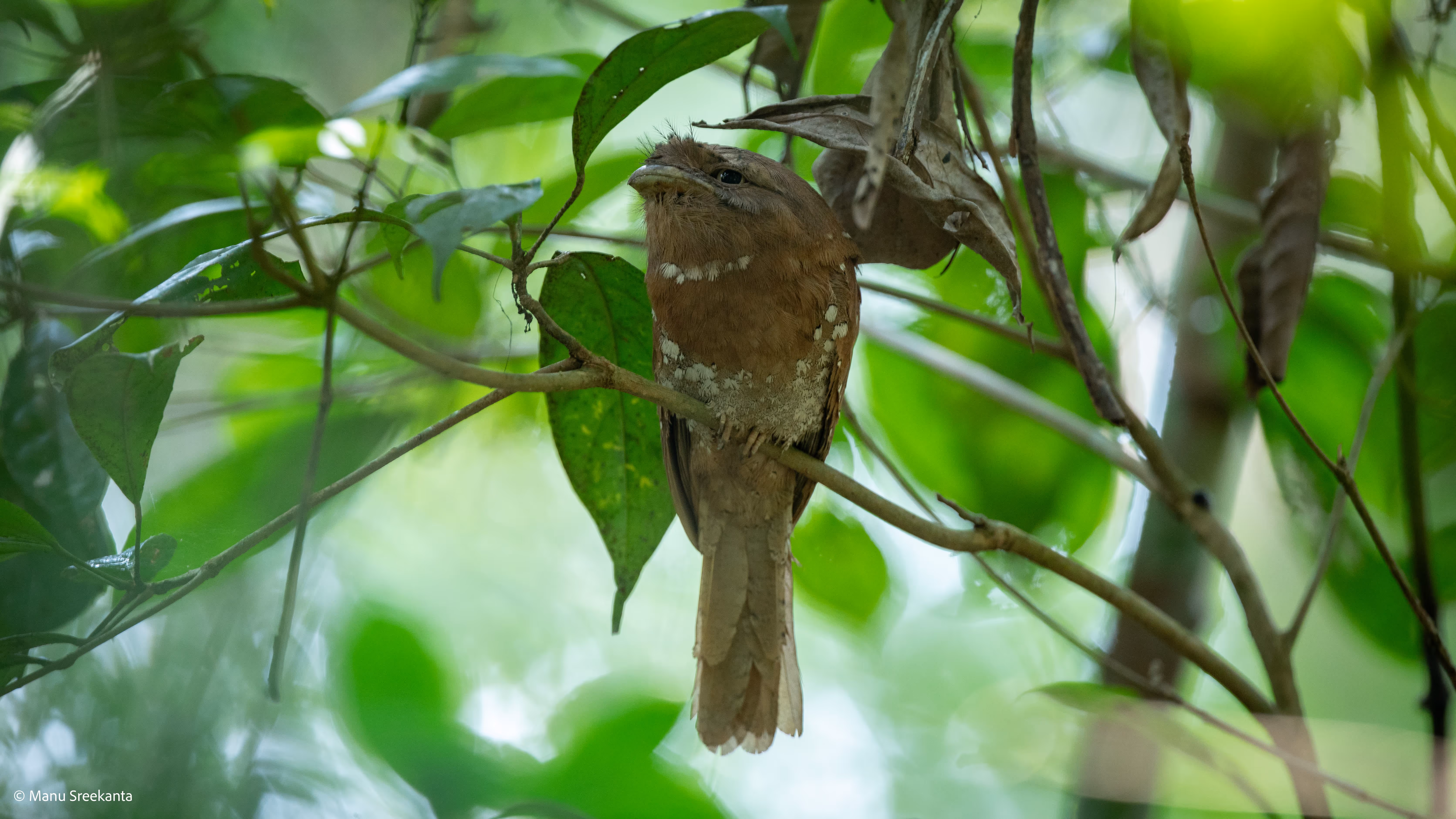 Manu Sreekanta Photography_Kerala Shot 5