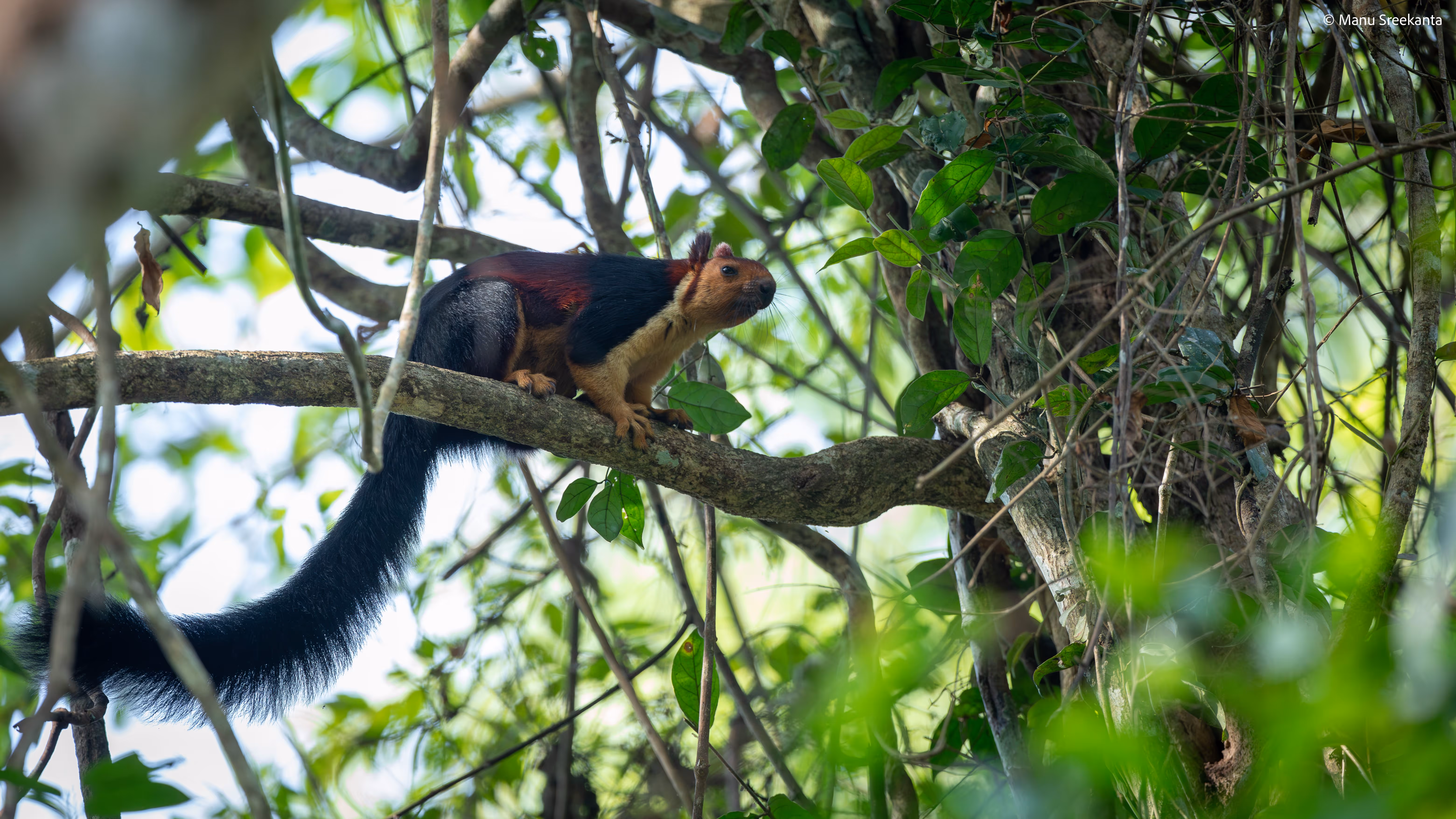 Manu Sreekanta Photography_Kerala Shot 14