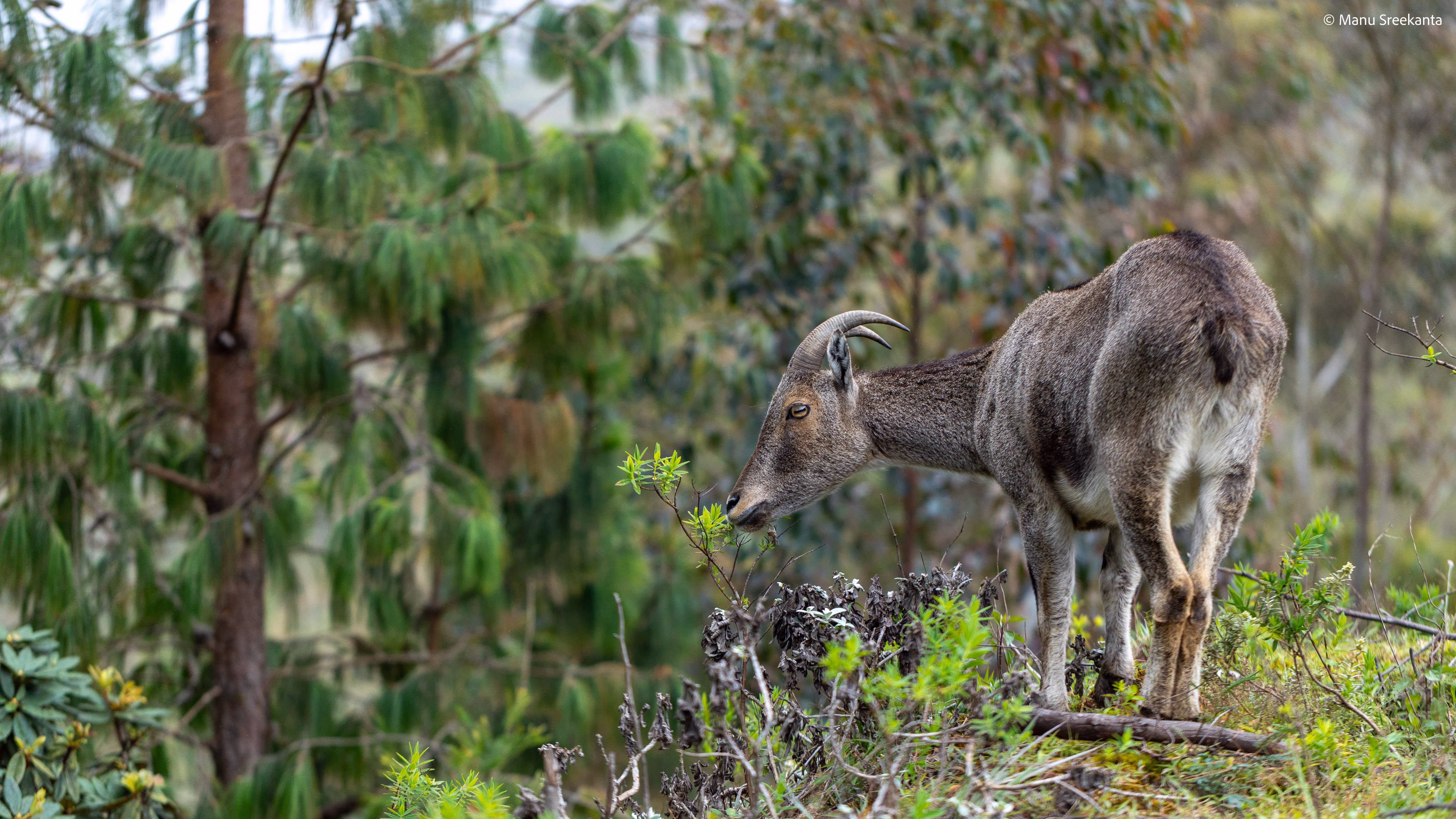 Manu Sreekanta Photography_Kerala Shot 17.jpg