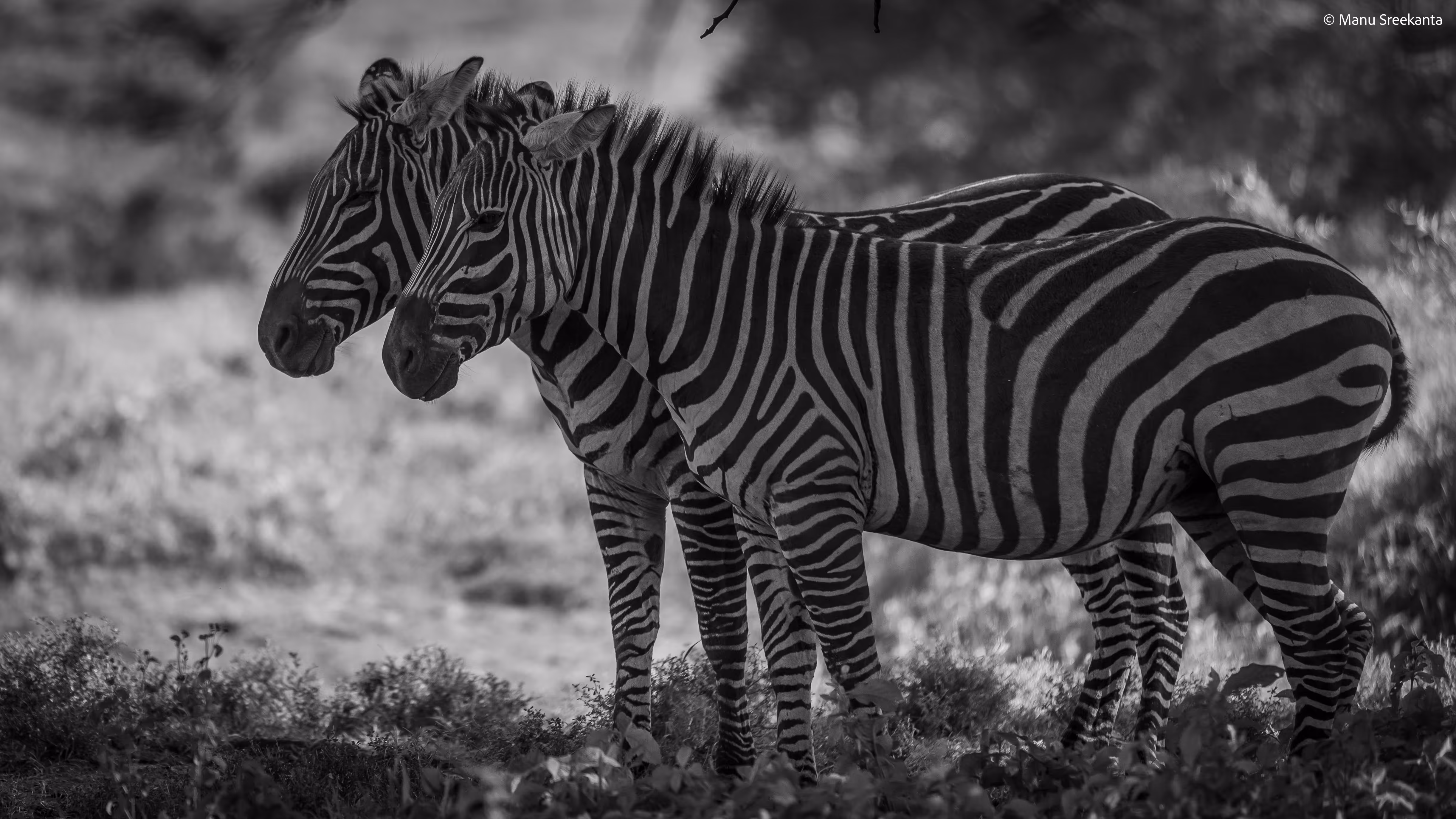 Manu Sreekanta Photography_Monochrome Shot 39
