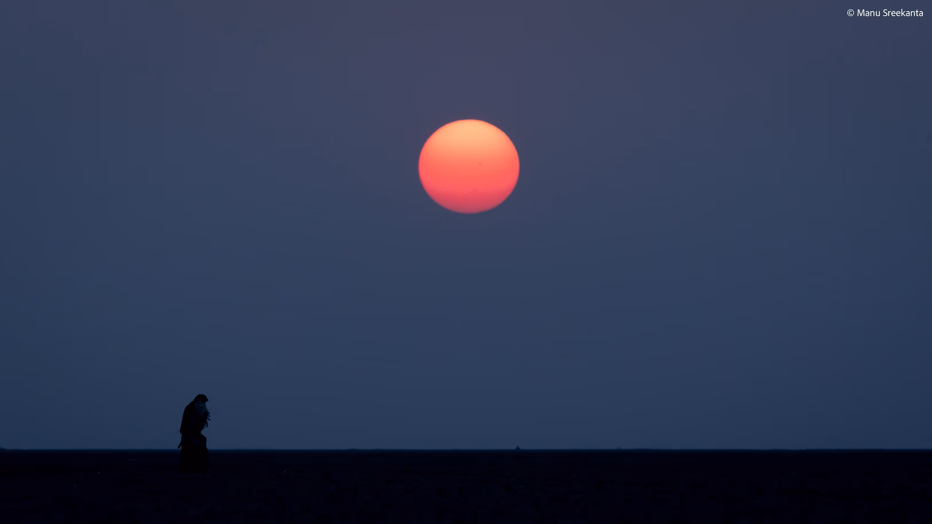 Manu Sreekanta Photography Birds Shot 4