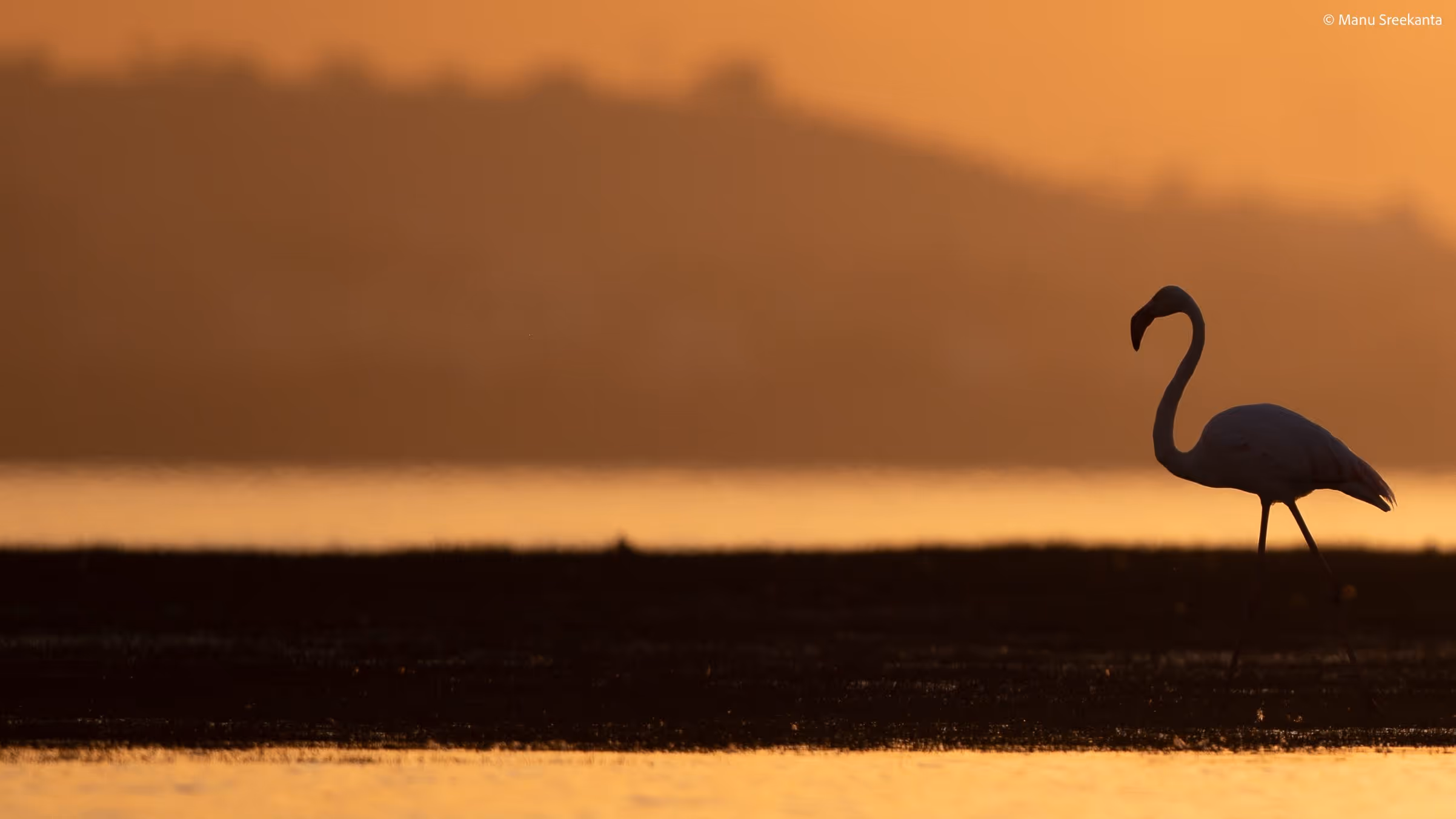 Manu Sreekanta Photography Birds Shot 6