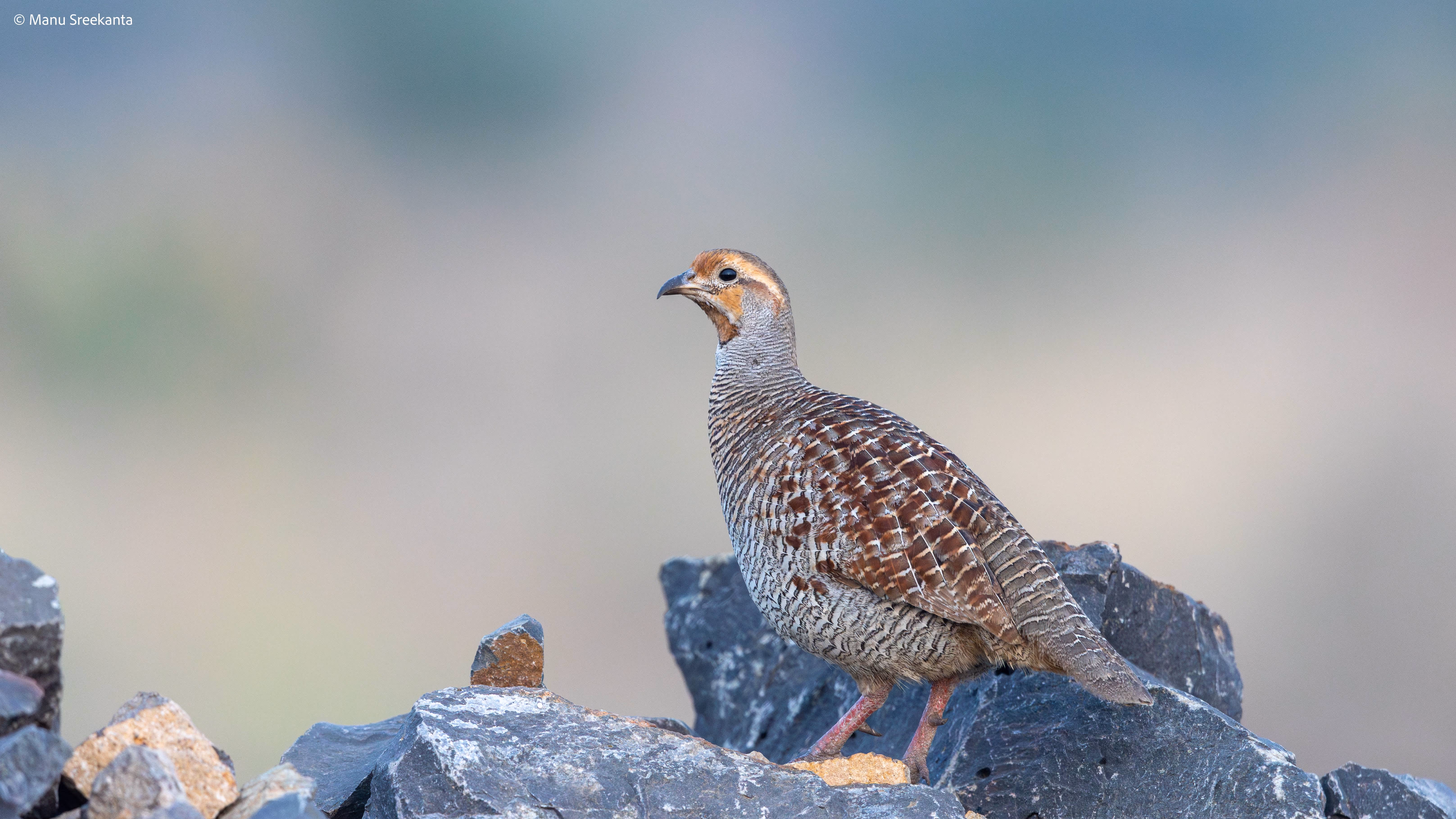 Manu Sreekanta Photography Birds Shot 10
