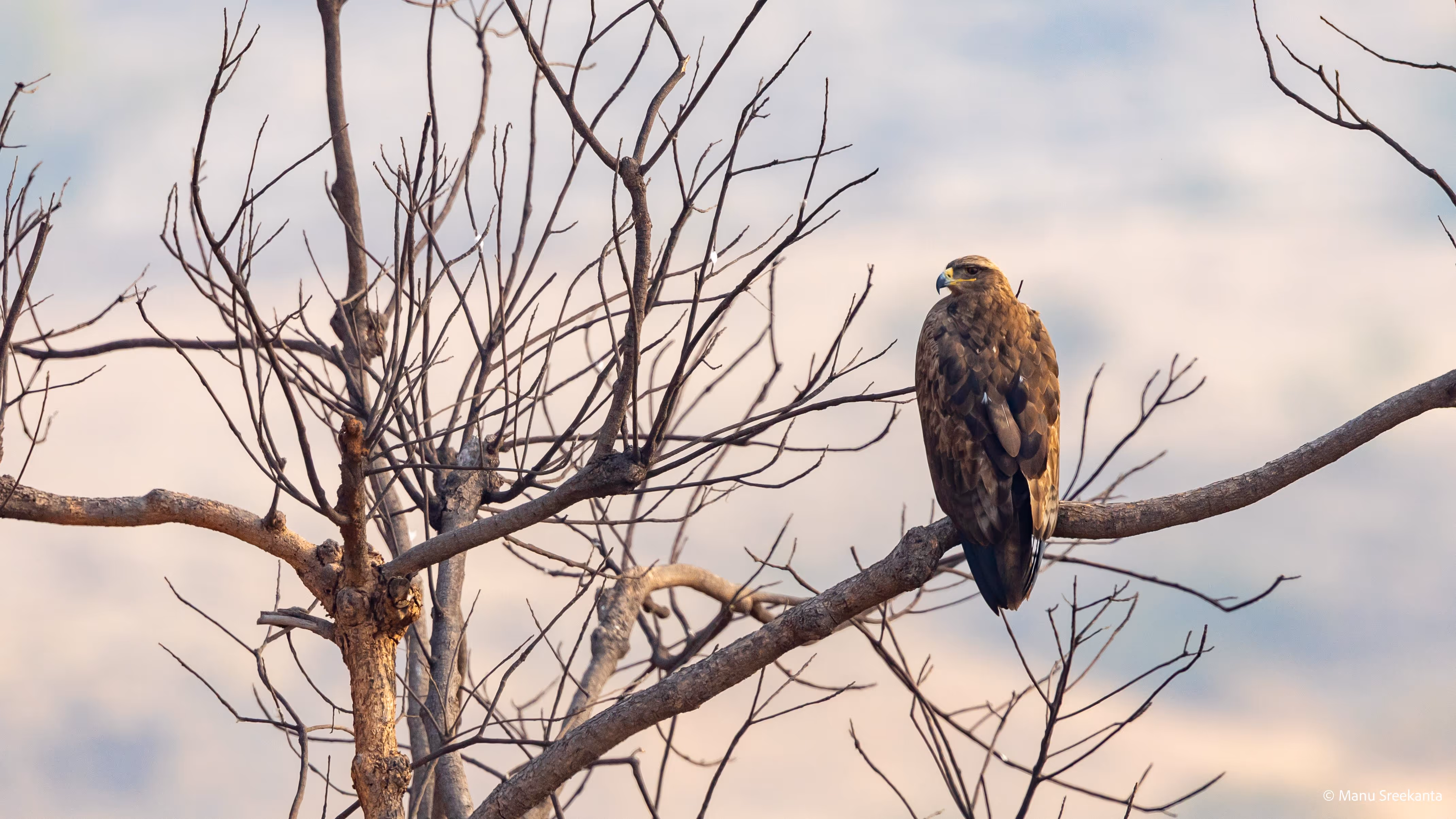 Manu Sreekanta Photography Birds Shot 12