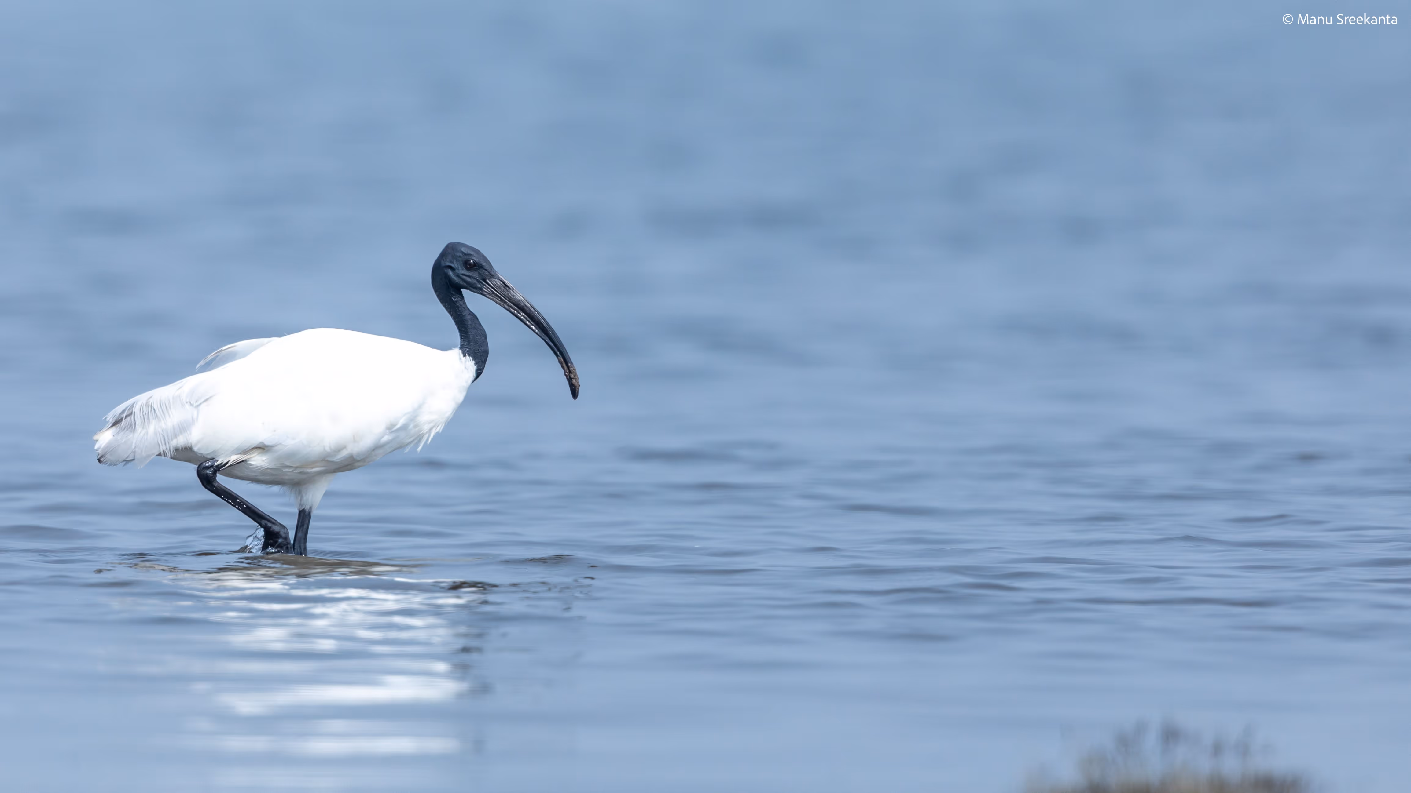 Manu Sreekanta Photography Birds Shot 13