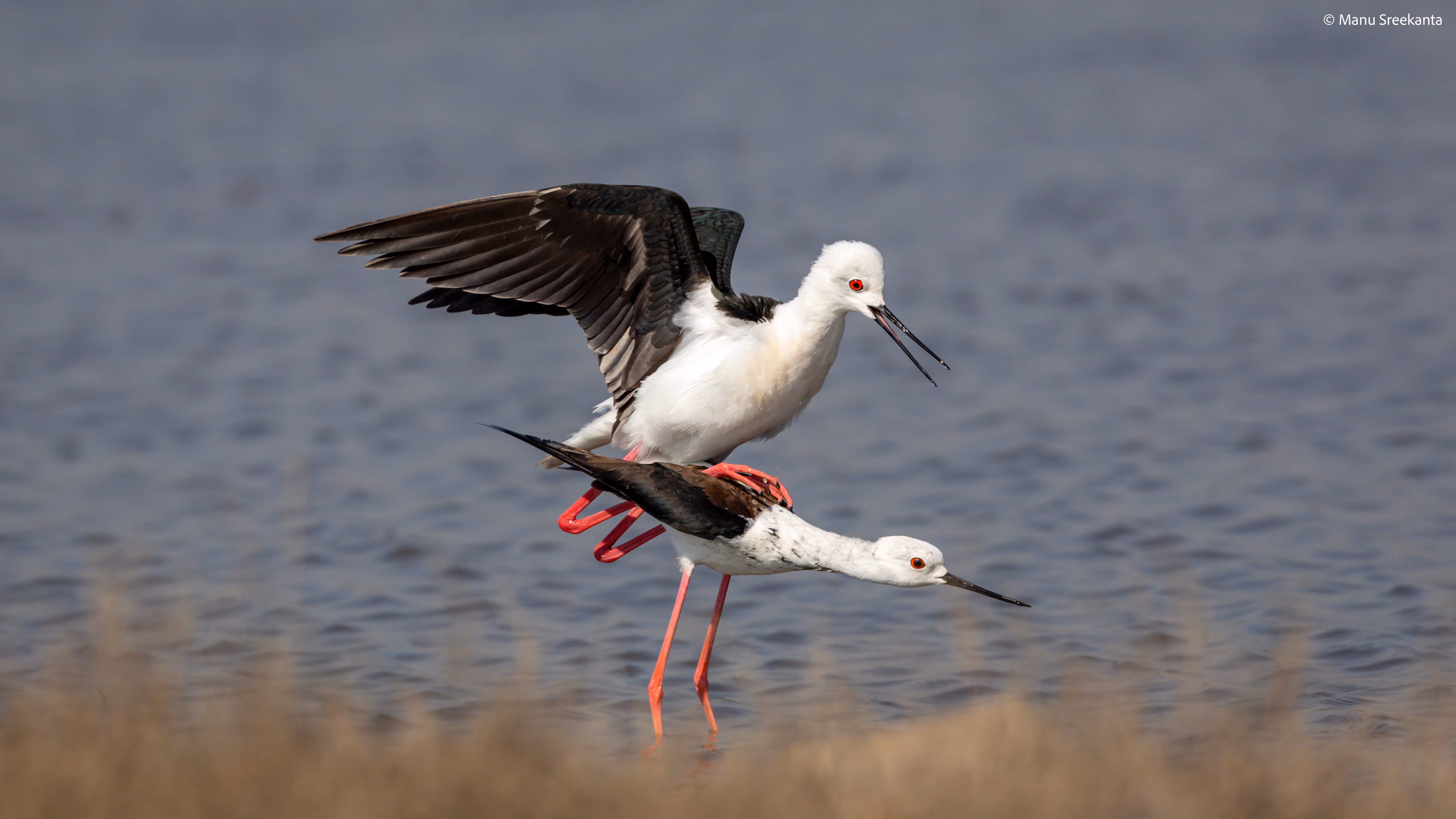Manu Sreekanta Photography Birds Shot 17