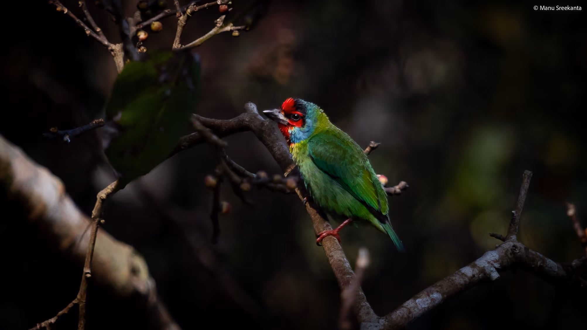 Manu Sreekanta Photography Birds Shot 33