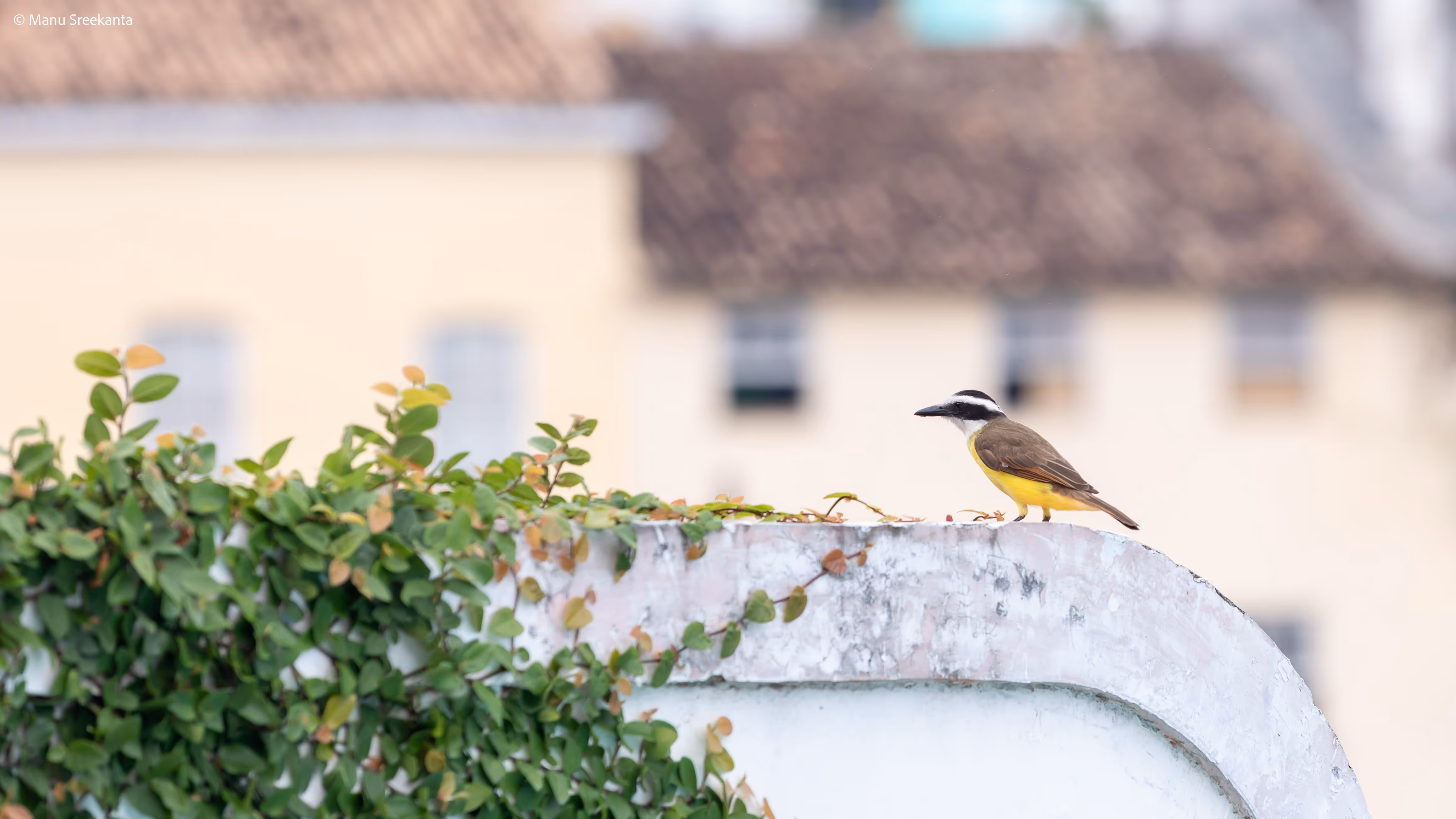 Manu Sreekanta Photography_Brazil Shot 38