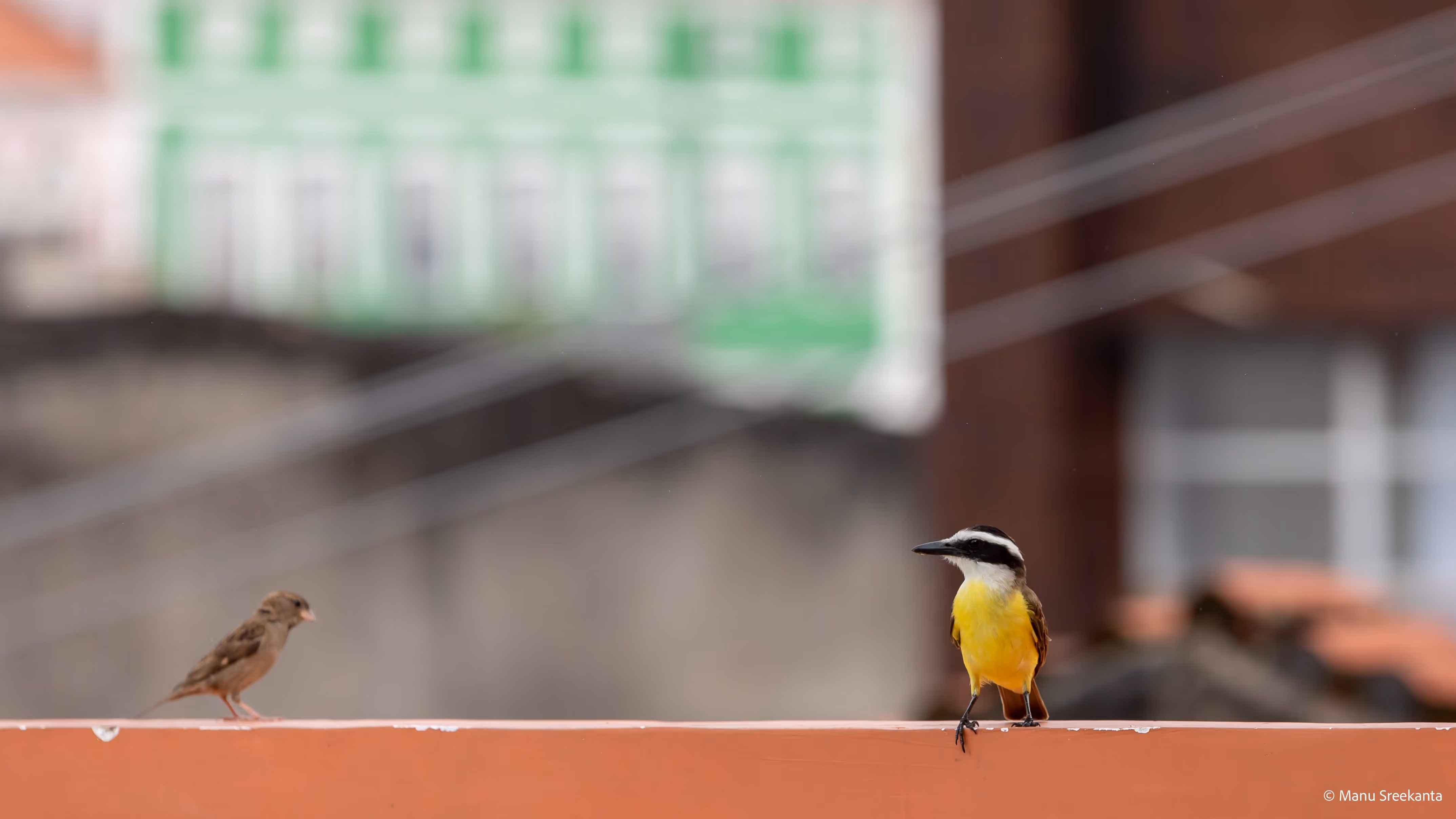 Manu Sreekanta Photography_Brazil Shot 39