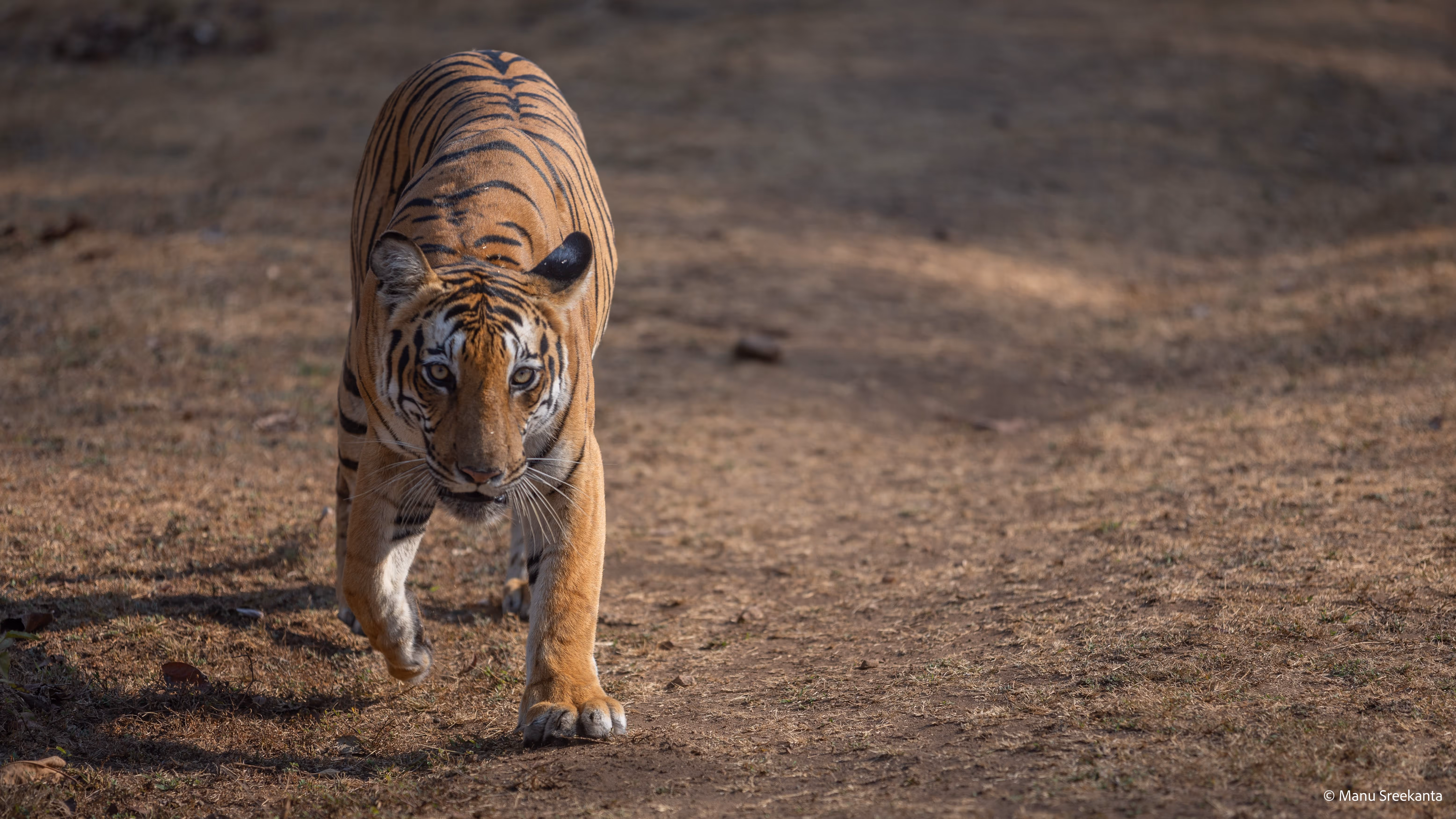 Manu Sreekanta Photography_Wildlife Shot 15